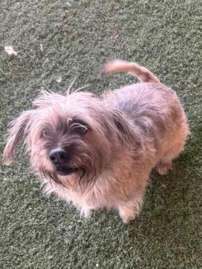 Enlarge Hero, a Adoptable mixed breed in Midland, TX image 2/4