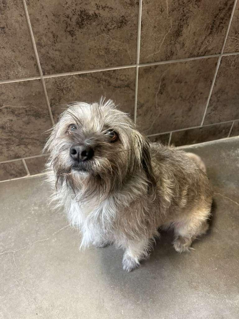 Enlarge Hero, a Adoptable mixed breed in Midland, TX image 4/4