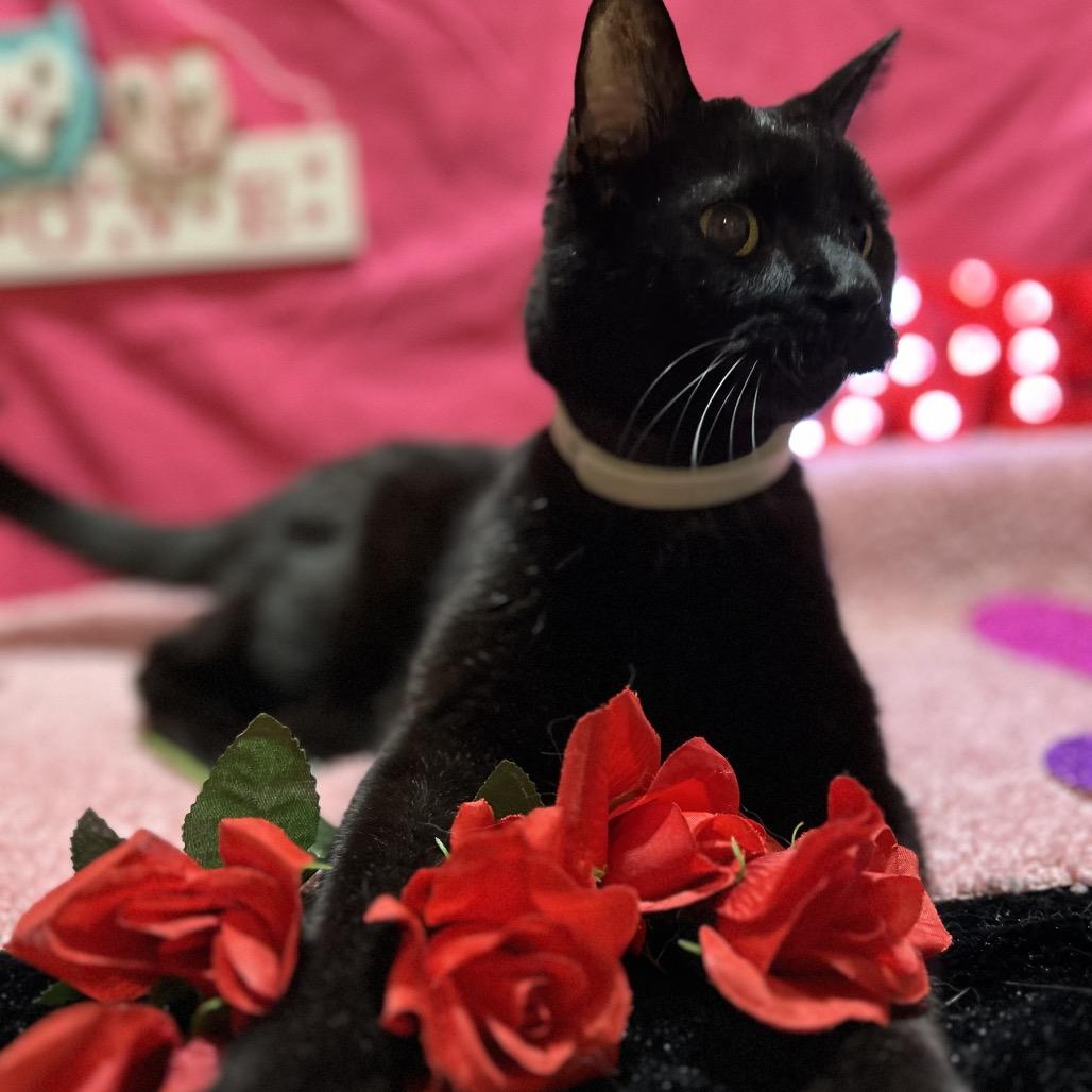 Preston, a Adoptable Pixiebob in Bountiful, UT image 1/6