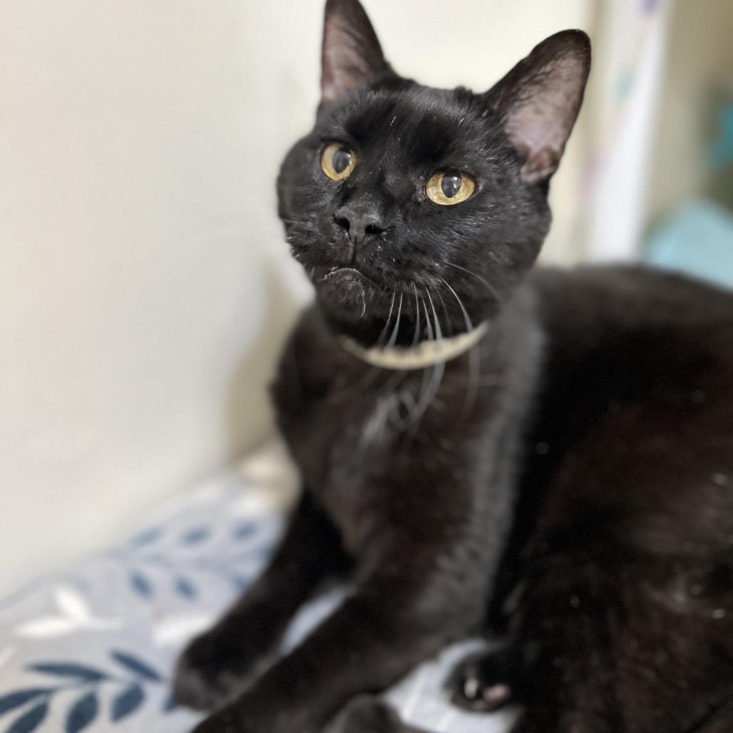 Preston, a Adoptable Pixiebob in Bountiful, UT image 3/6