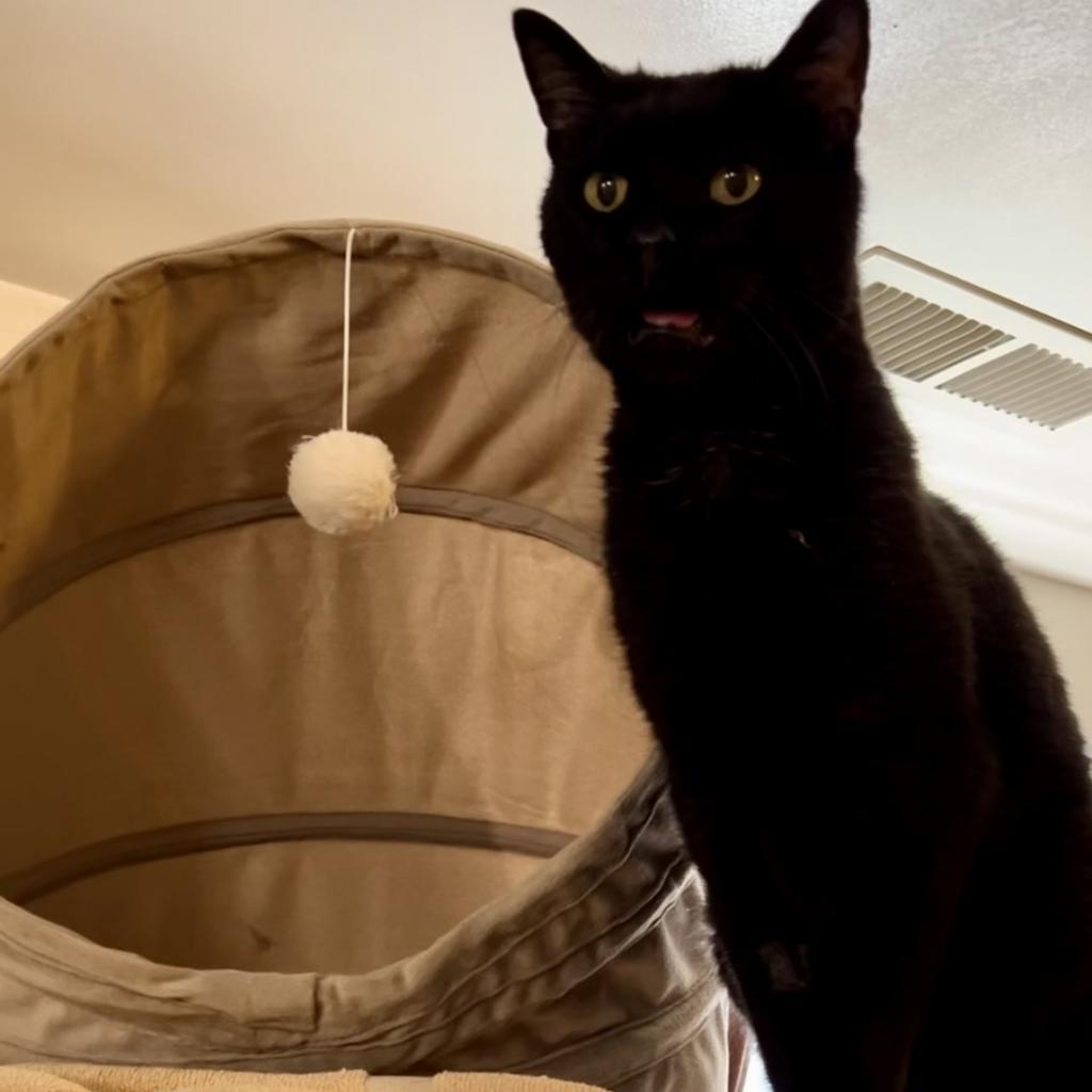 Preston, a Adoptable Pixiebob in Bountiful, UT image 6/6