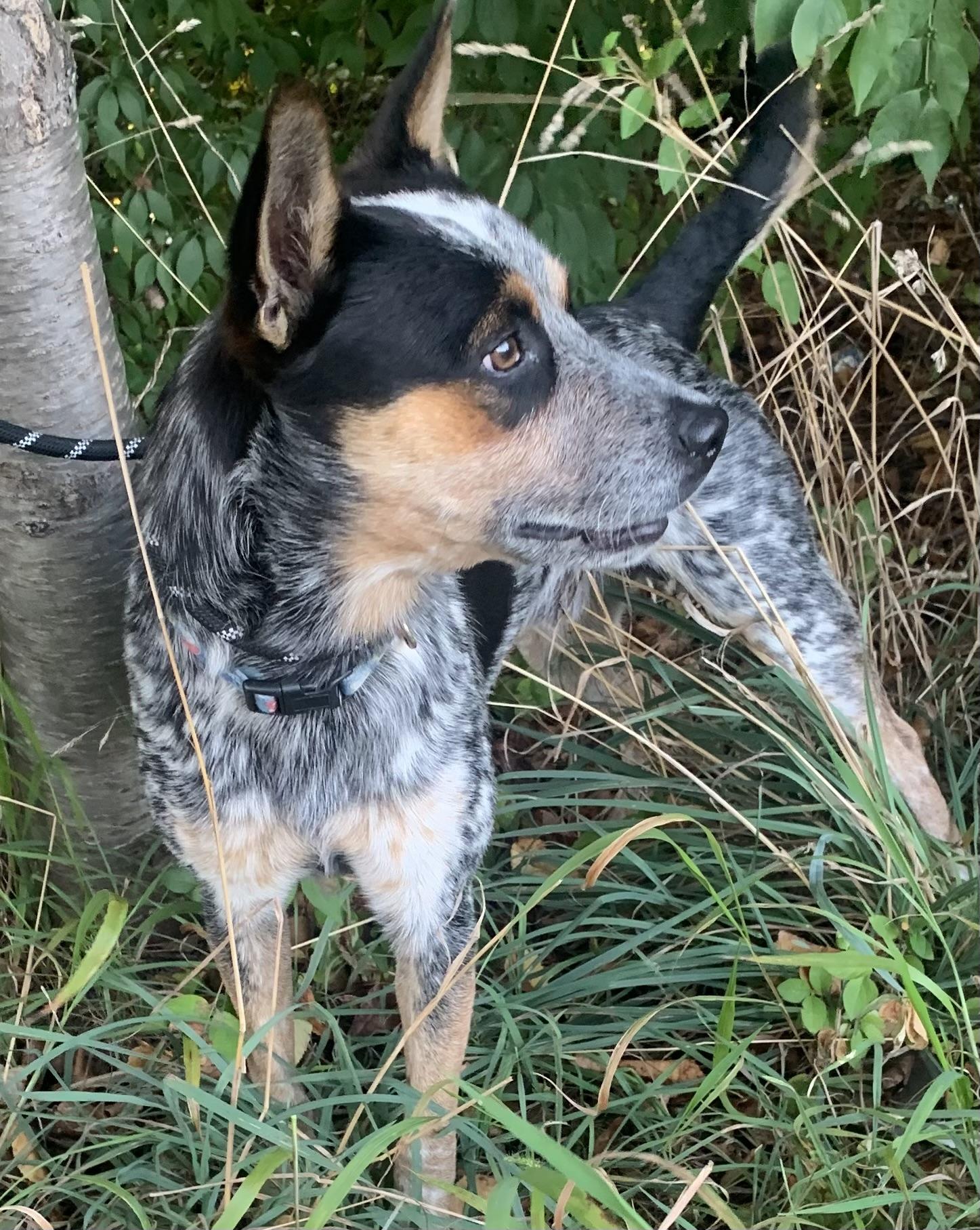 Bandit