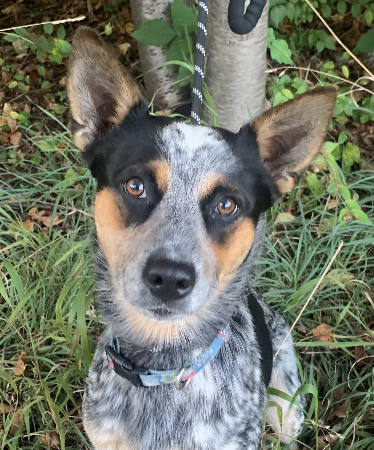 Bandit