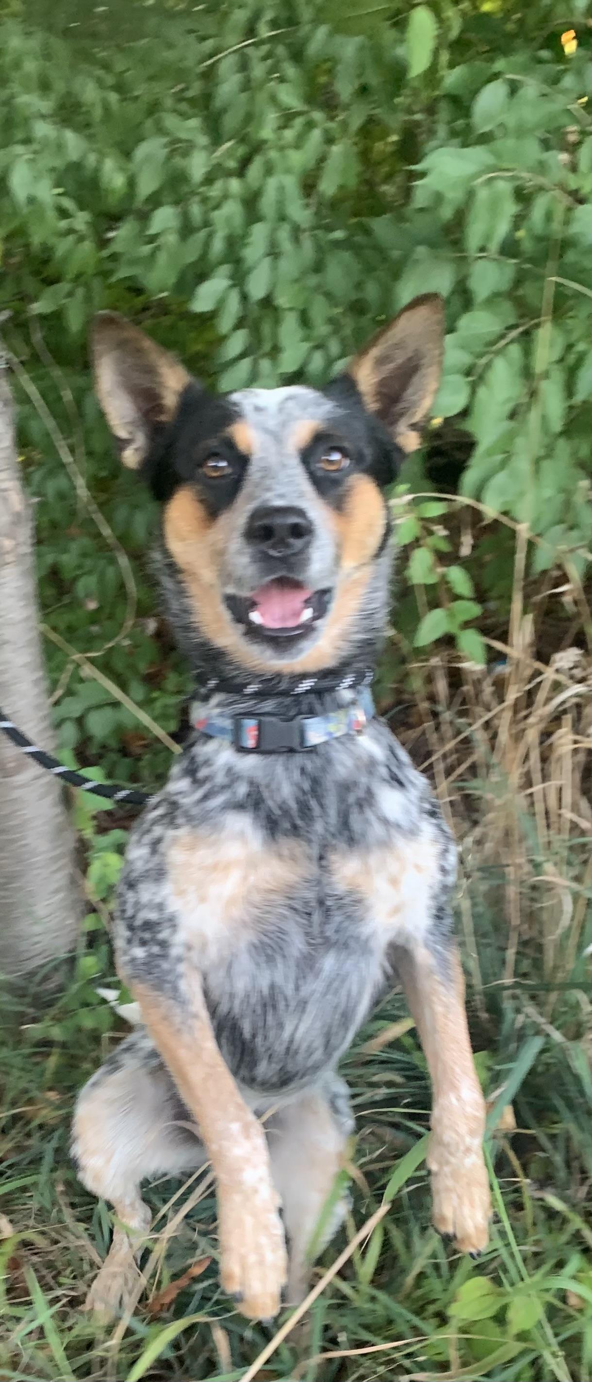 Bandit