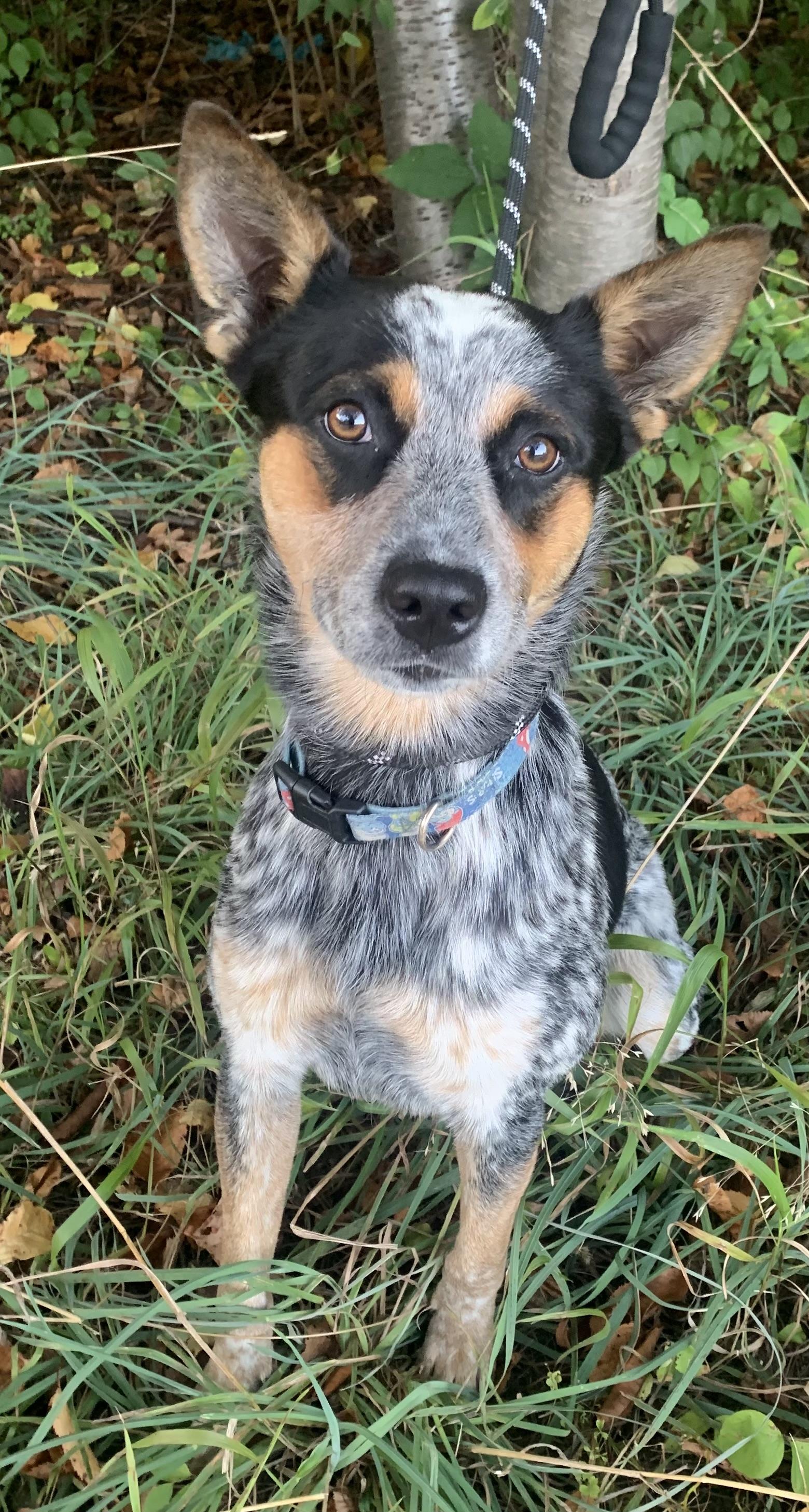 Bandit