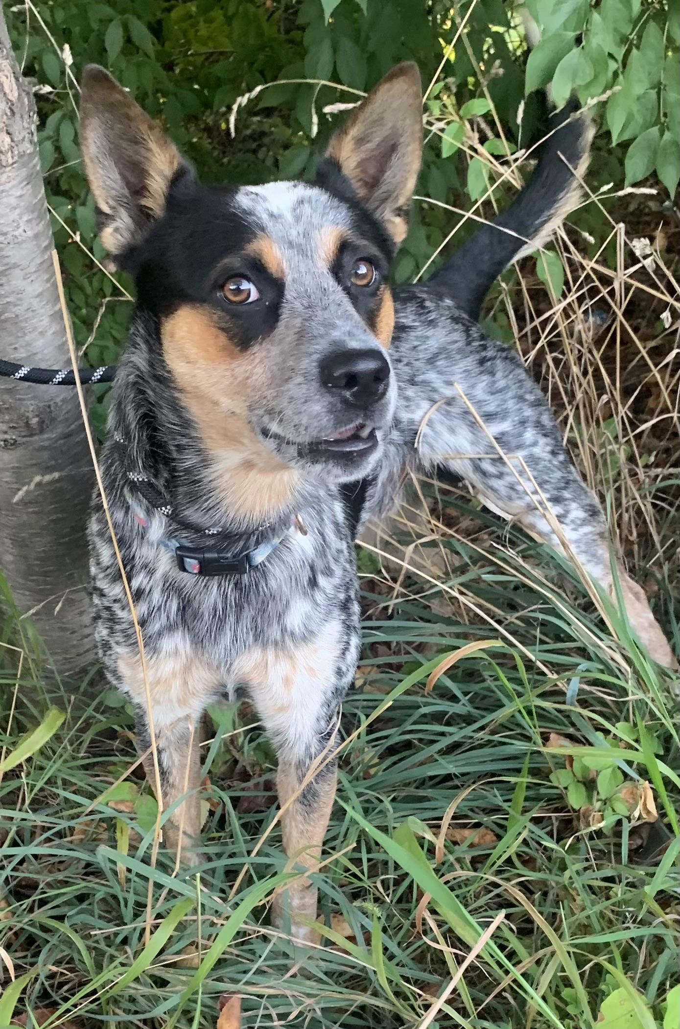 Bandit