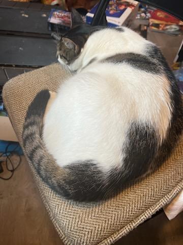 Fifty, an adoptable Domestic Short Hair in Avon, NY image 2/4