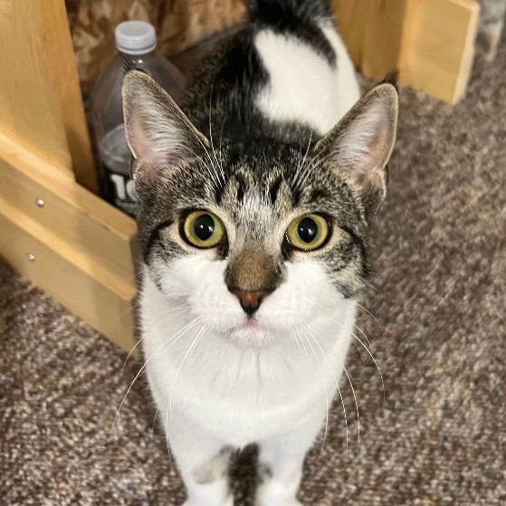 Fifty, an adoptable Domestic Short Hair in Avon, NY image 3/4