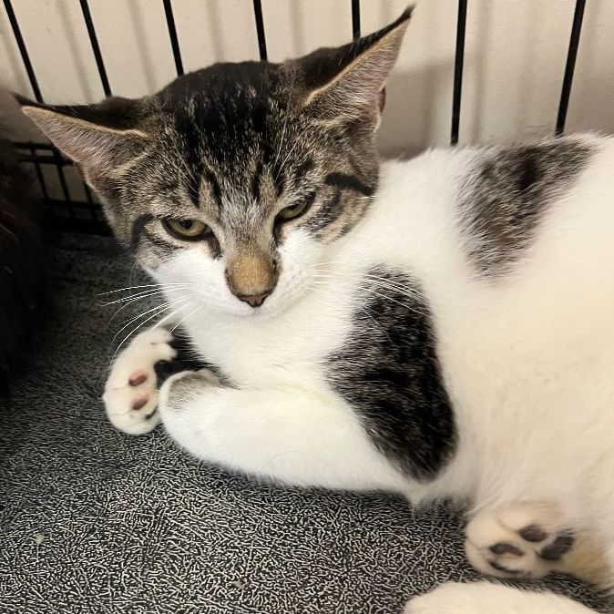 Fifty, an adoptable Domestic Short Hair in Avon, NY image 4/4