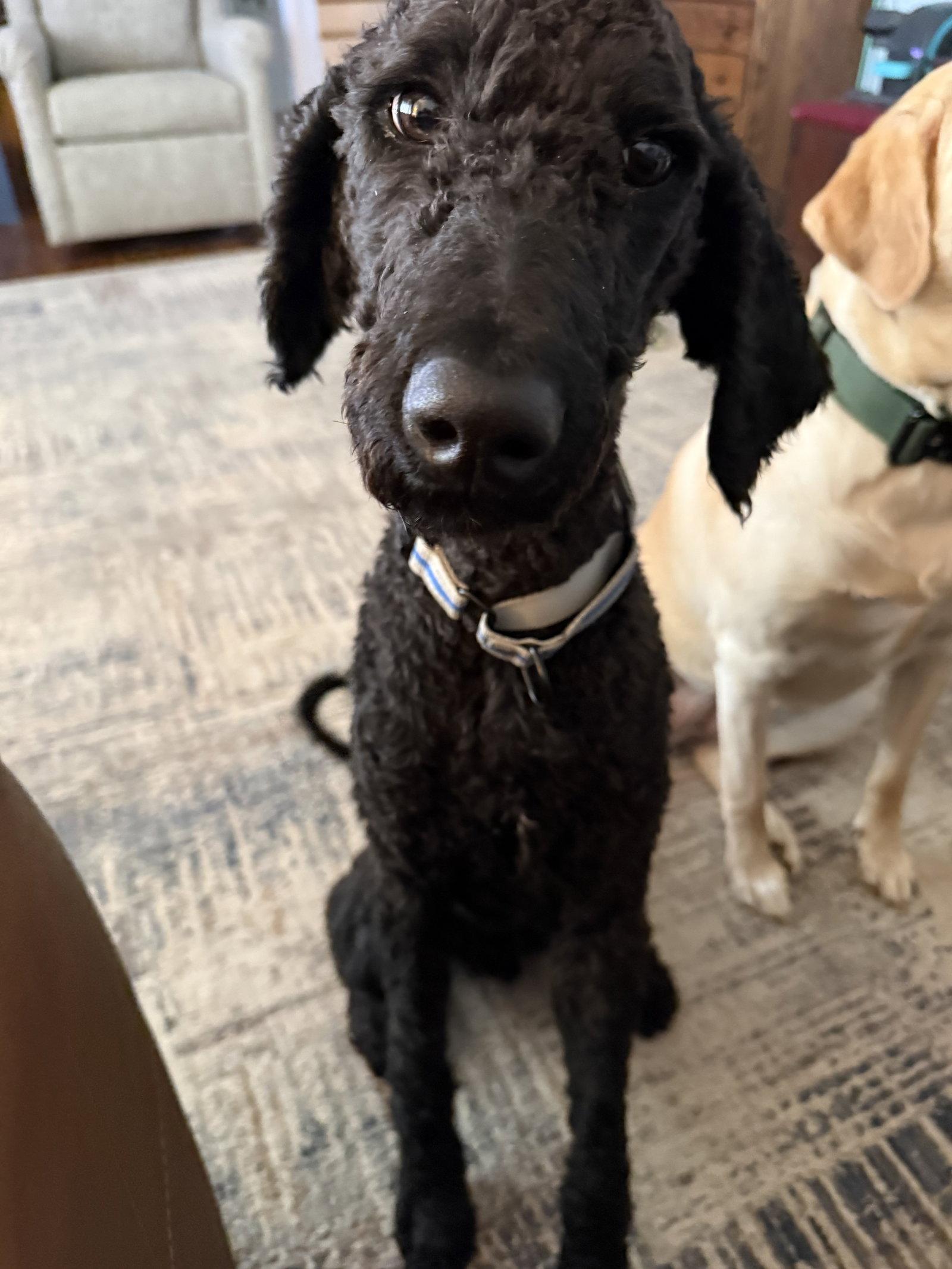 Enlarge Chance, a Adopted Standard Poodle in Fort Wayne, IN image 1/3