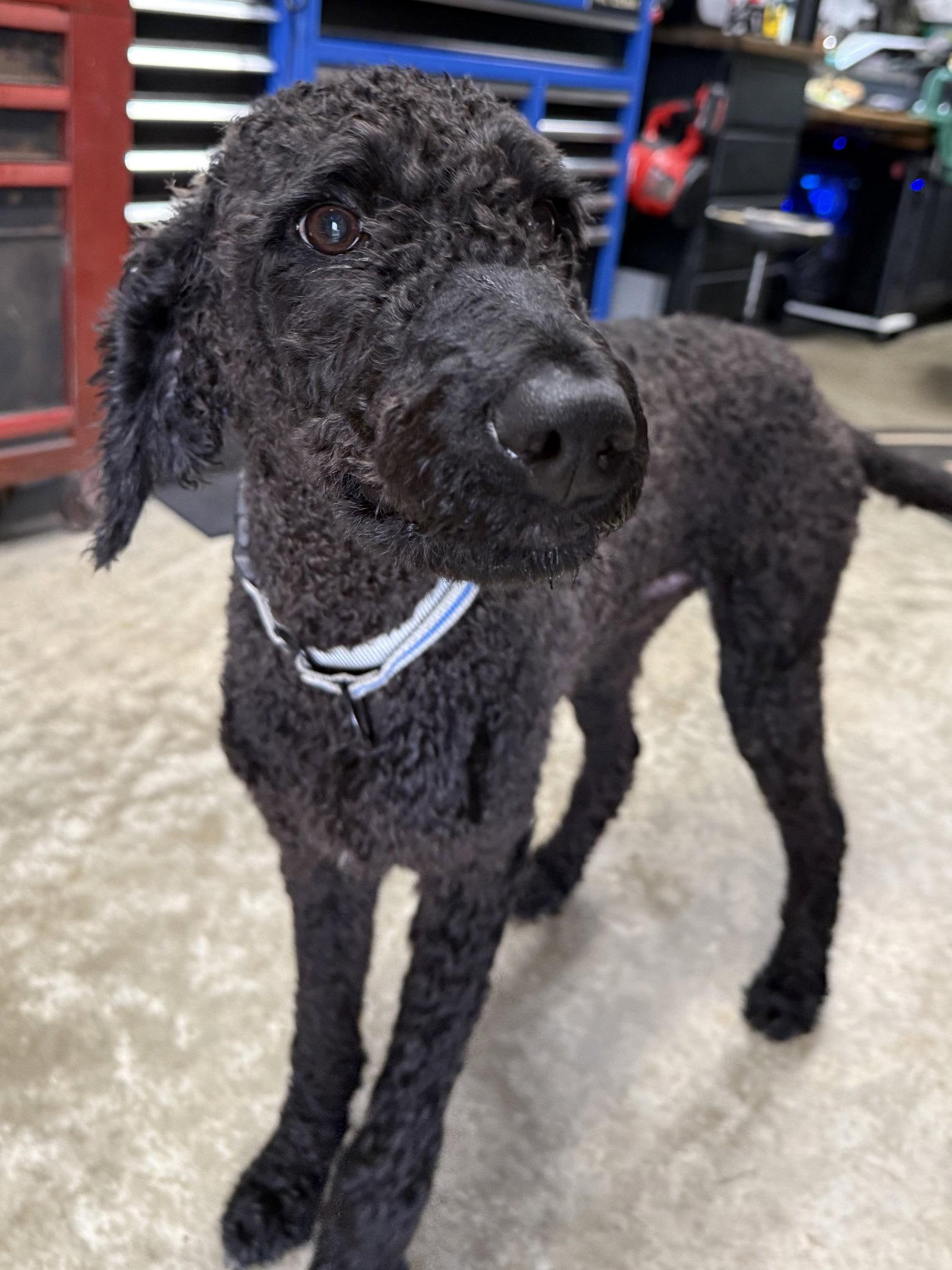 Enlarge Chance, a Adopted Standard Poodle in Fort Wayne, IN image 2/3