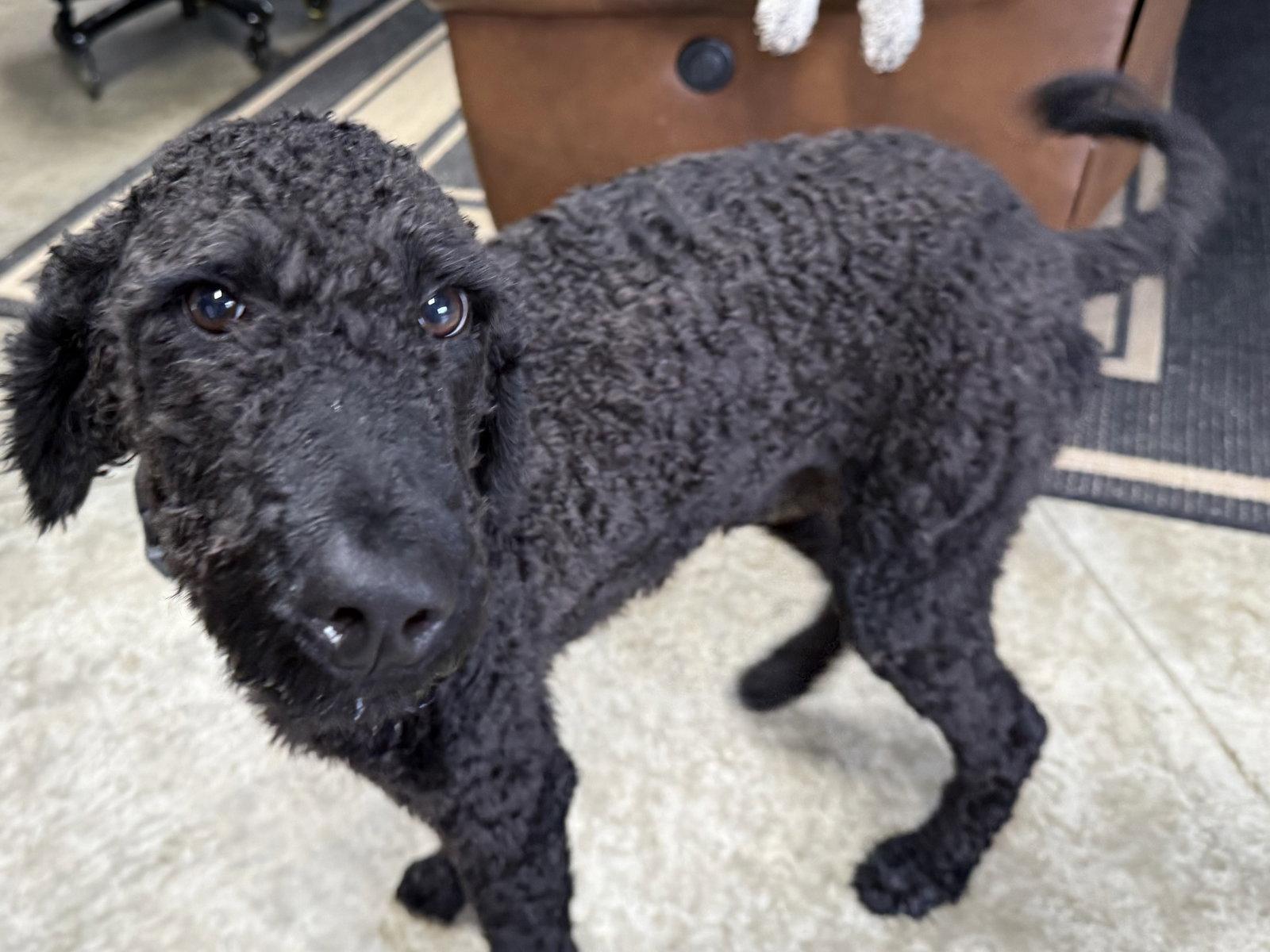 Enlarge Chance, a Adopted Standard Poodle in Fort Wayne, IN image 3/3