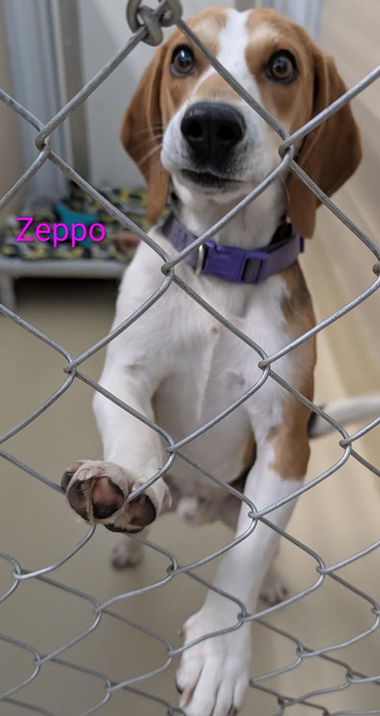 Zeppo, adopted, Adult Male Beagle.
