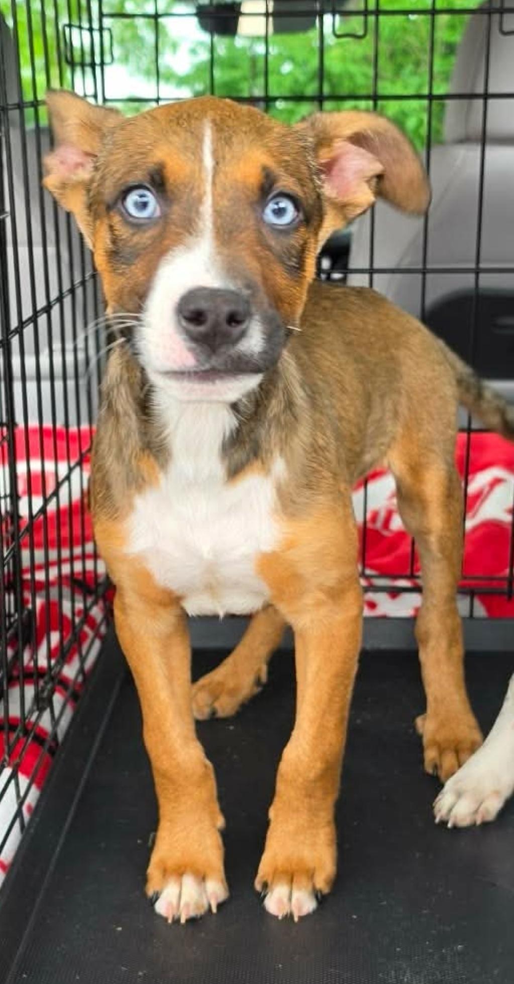 Enlarge Jenga, a ADOPTABLE mixed breed in Blue Bell, PA image 2/6