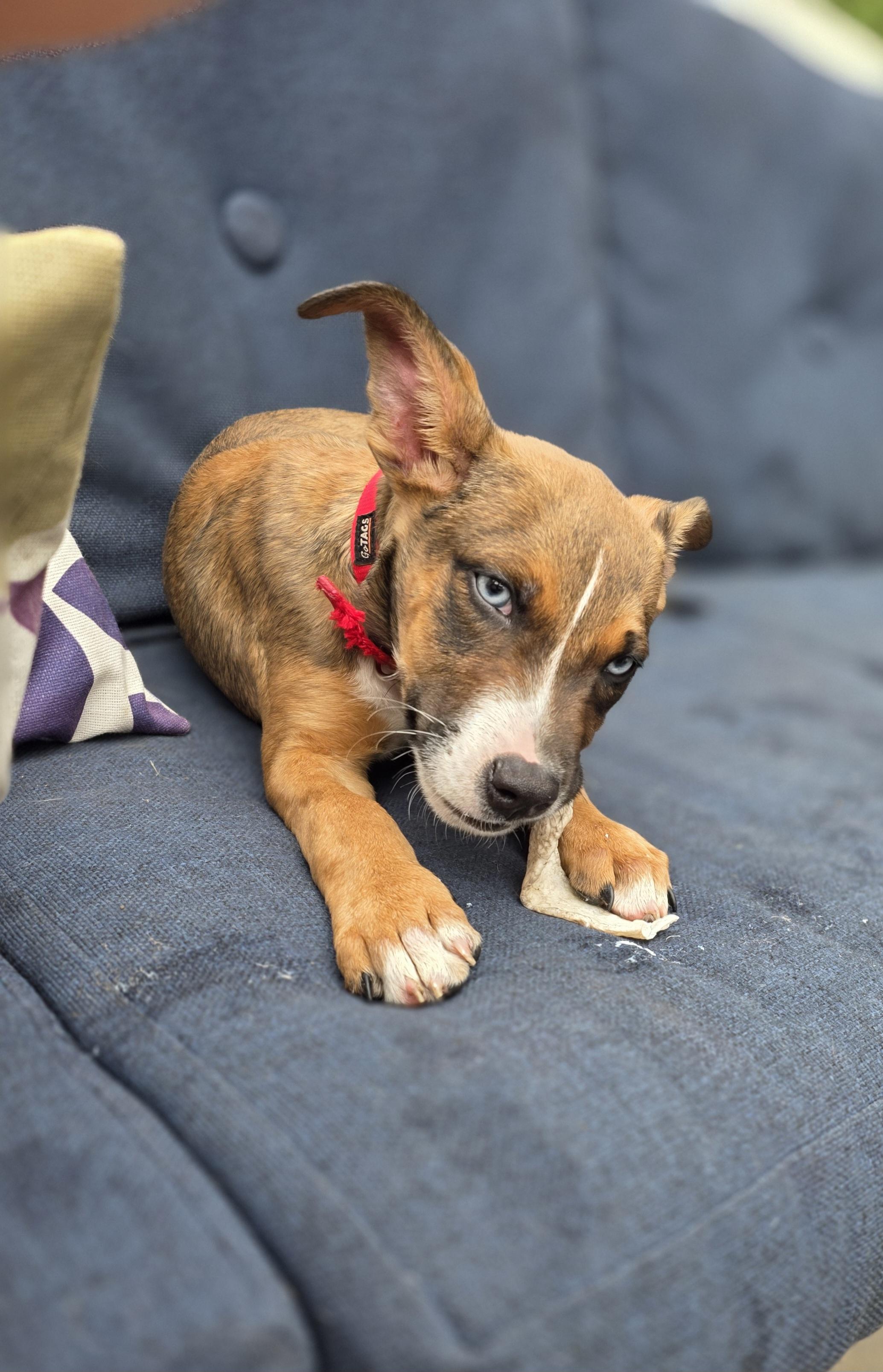 Enlarge Jenga, a ADOPTABLE mixed breed in Blue Bell, PA image 3/6