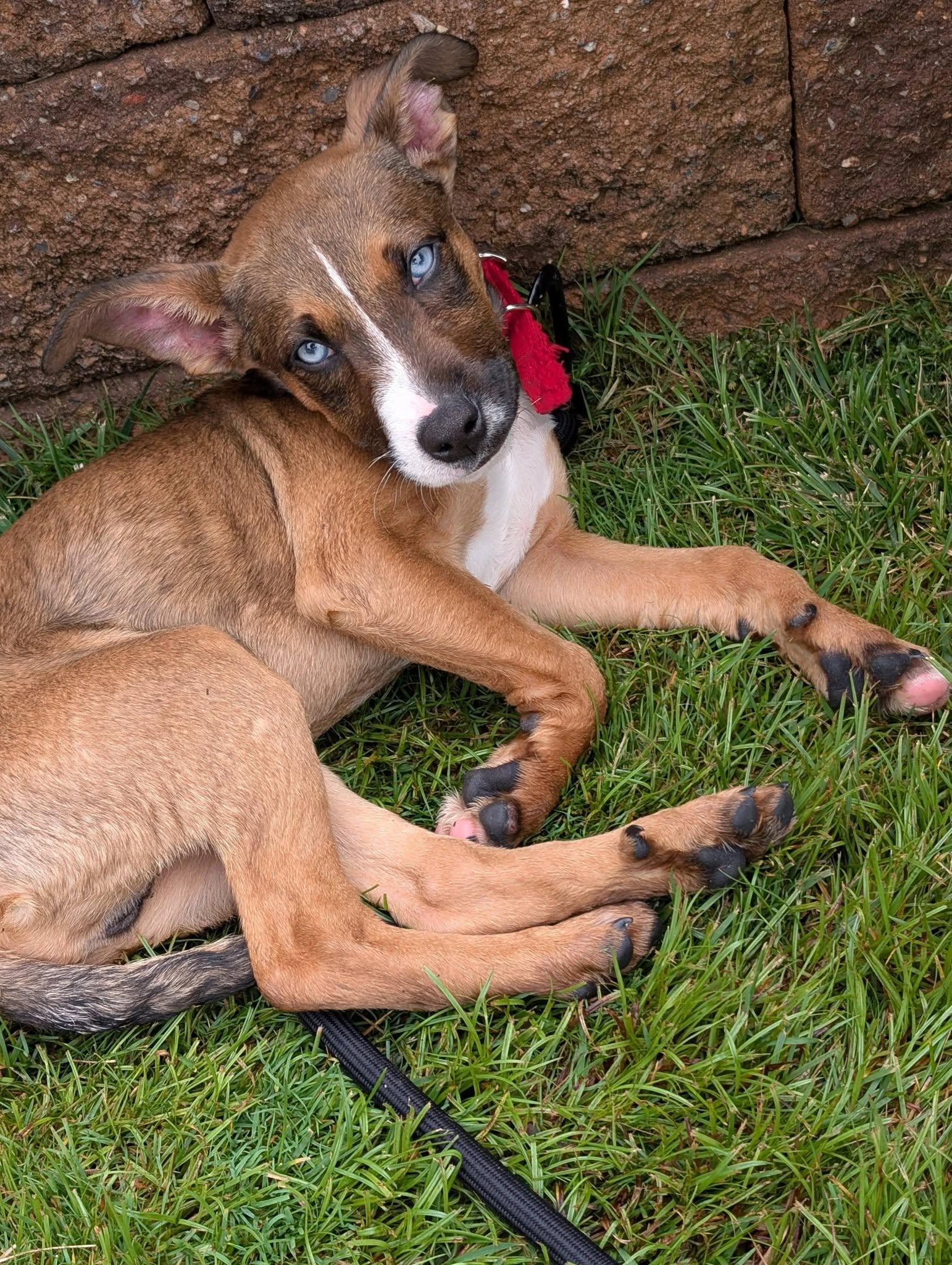 Enlarge Jenga, a ADOPTABLE mixed breed in Blue Bell, PA image 4/6