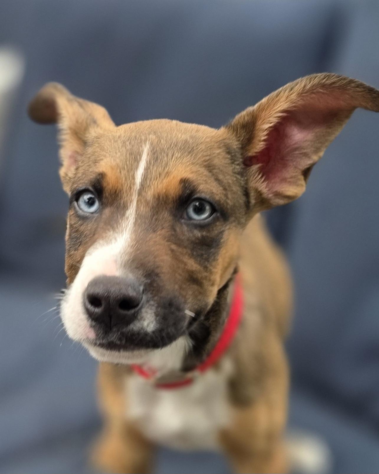 Jenga, ADOPTABLE, Puppy Male Border Collie & Chihuahua.