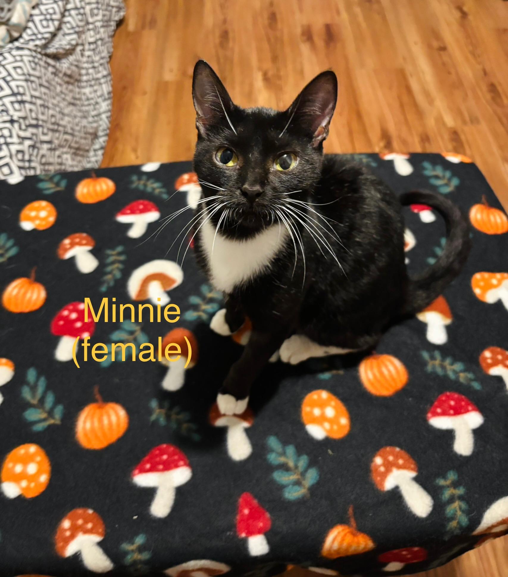 Minnie, Adoptable, Young Female Domestic Short Hair.