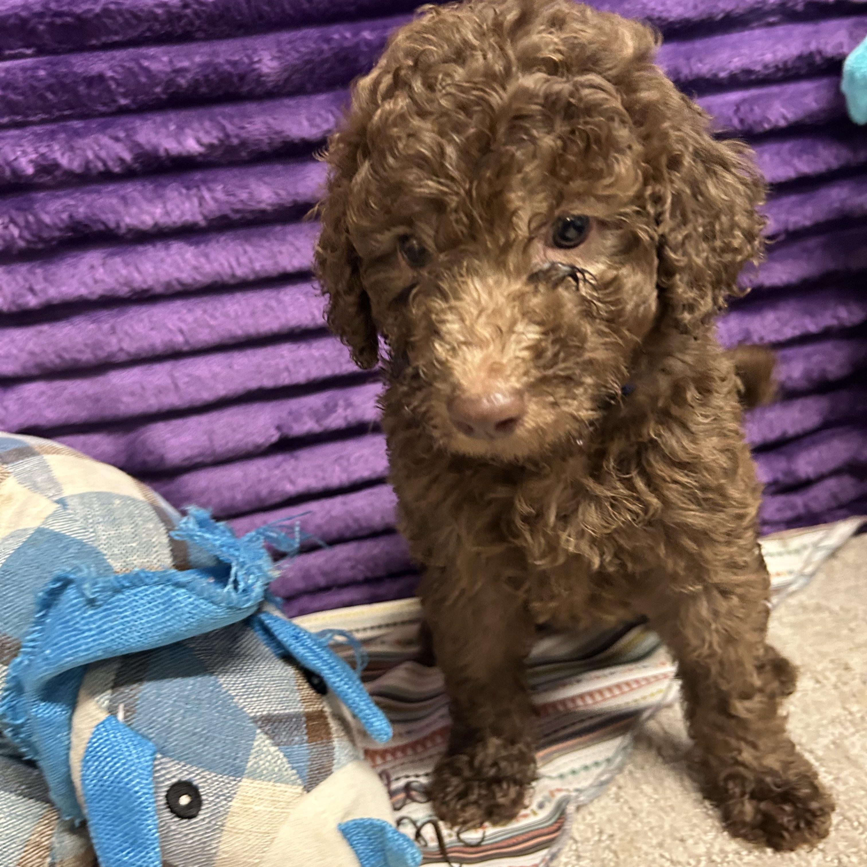 Churro - Reverie's Pup - Green Collar