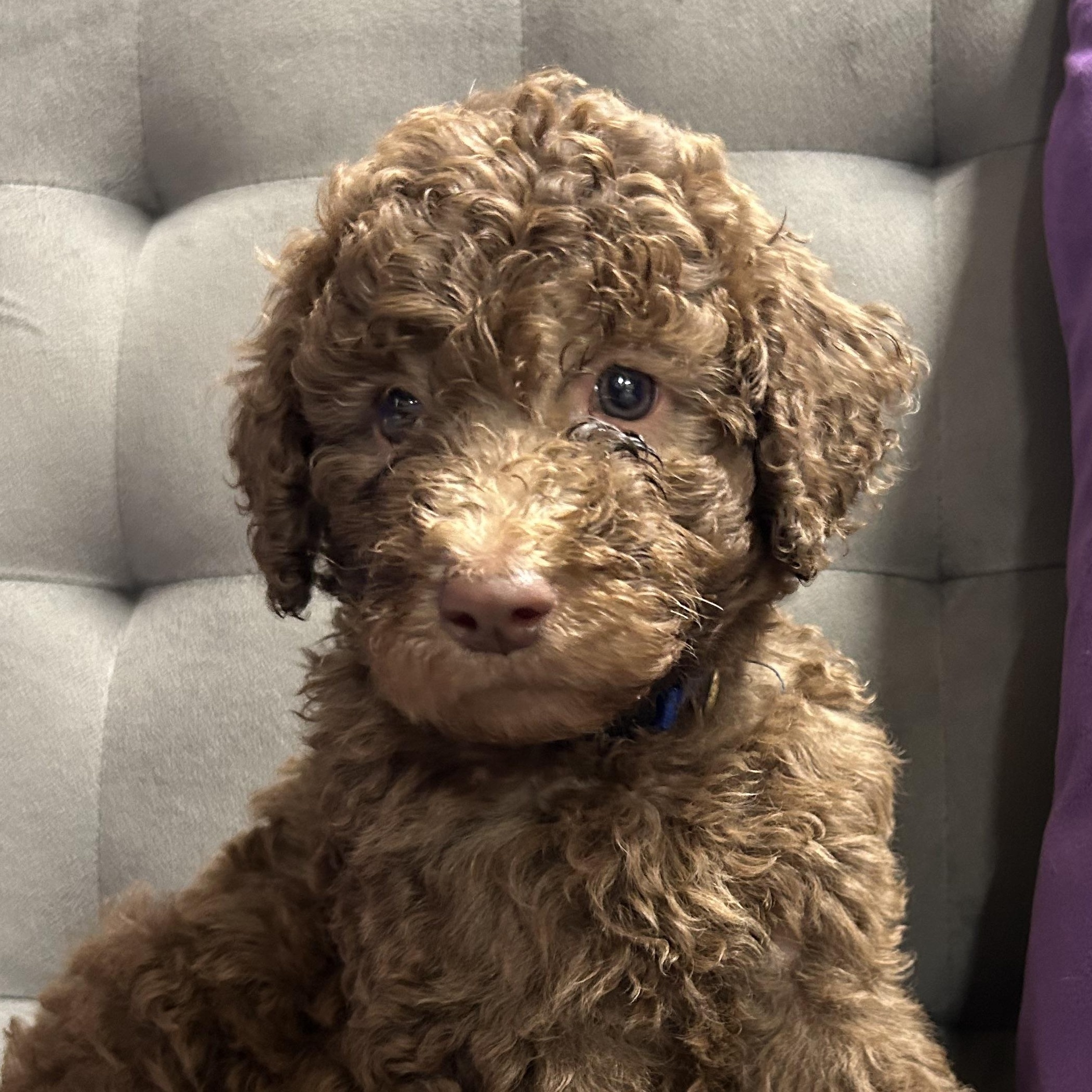 Churro - Reverie's Pup - Green Collar