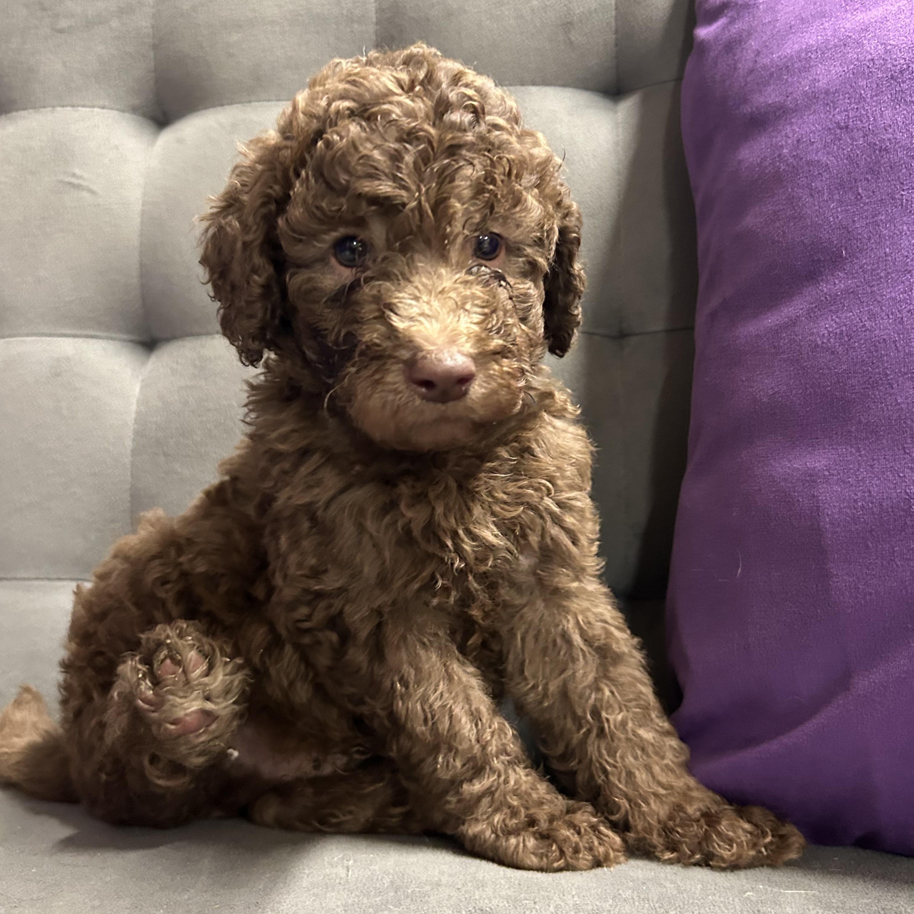 Churro - Reverie's Pup - Green Collar