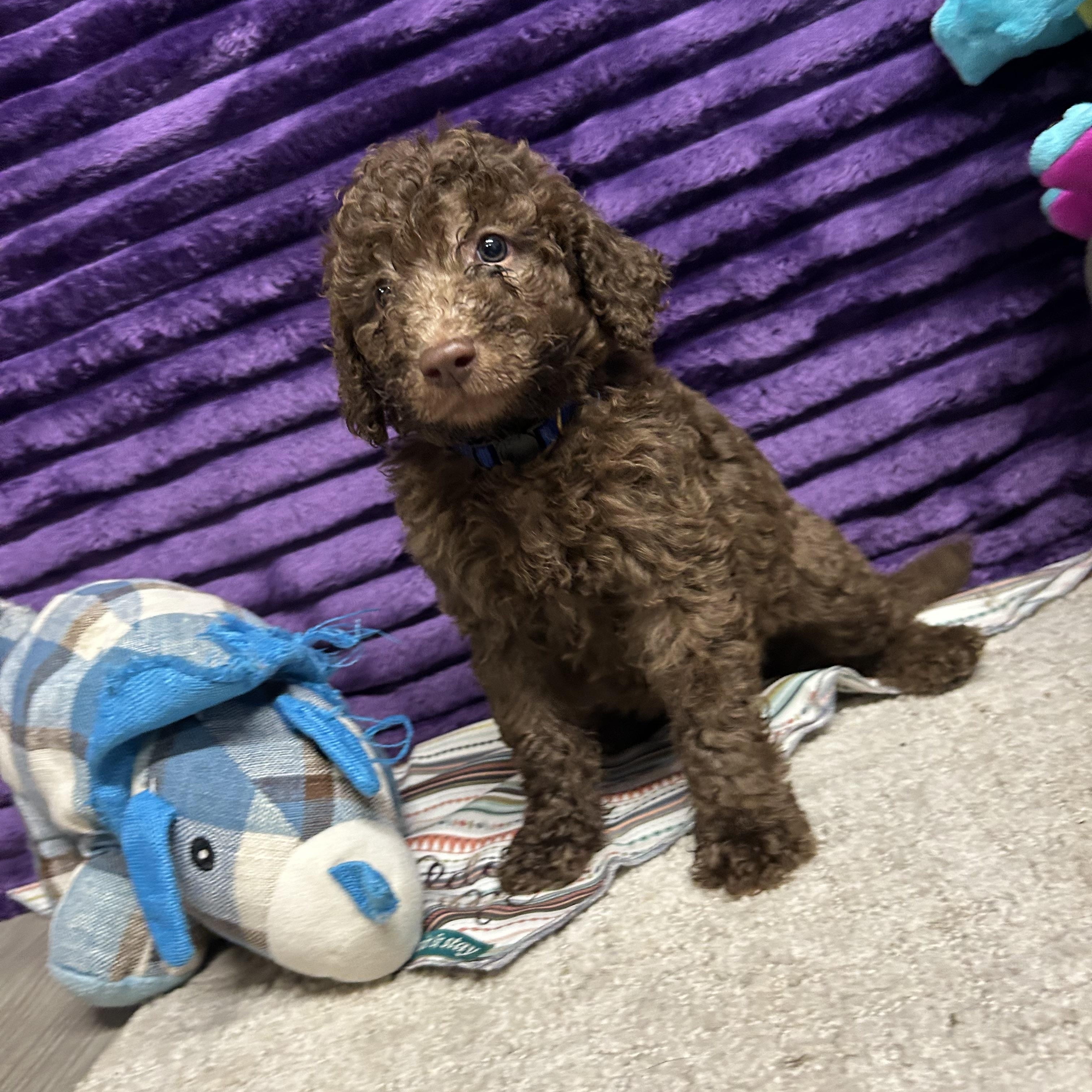 Churro - Reverie's Pup - Green Collar