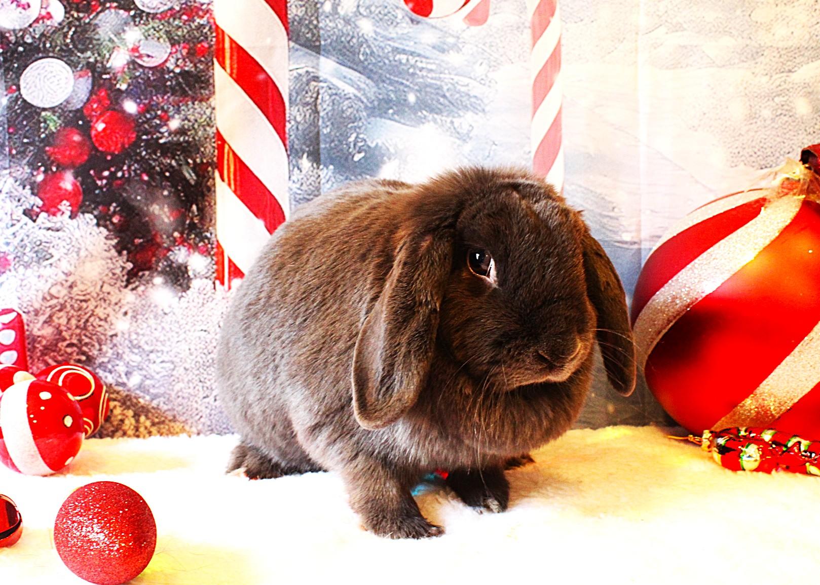 Enlarge Apple, a ADOPTABLE Lop Eared in Hillside, NJ image 4/4