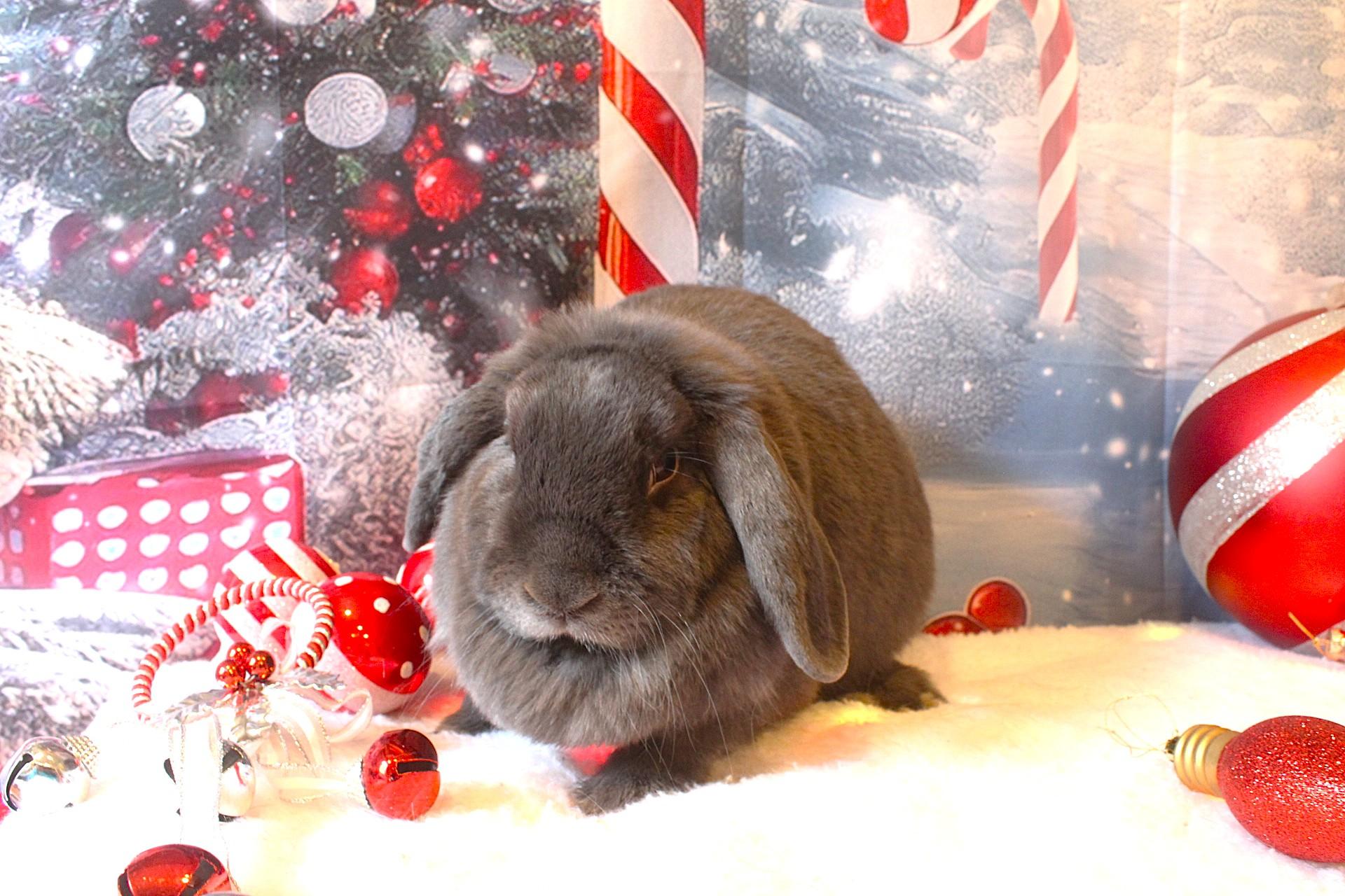 Enlarge Apple, a ADOPTABLE Lop Eared in Hillside, NJ image 1/4