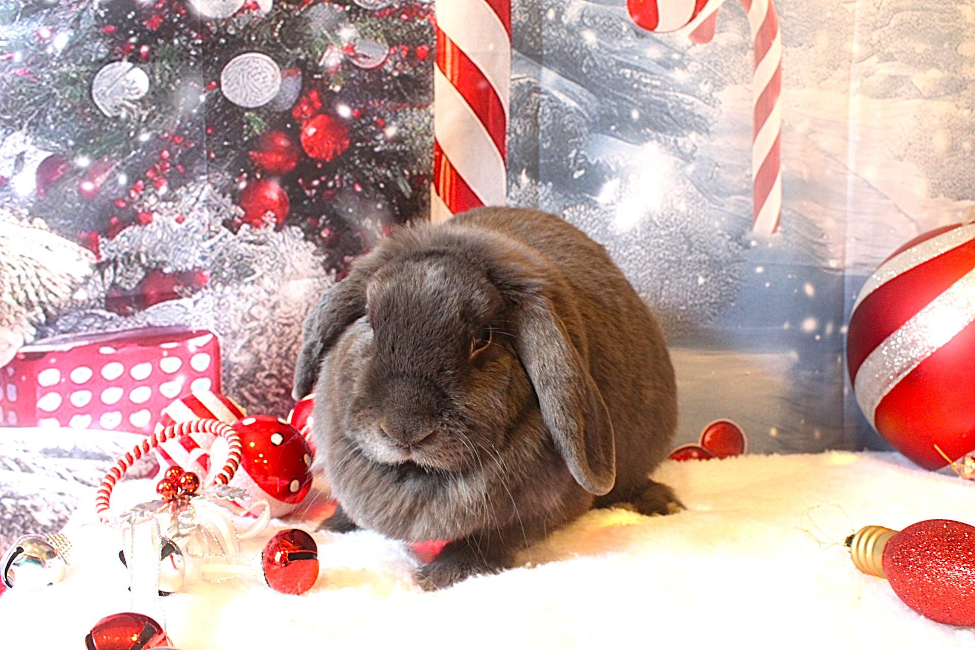 Enlarge Apple, a ADOPTABLE Lop Eared in Hillside, NJ image 3/4