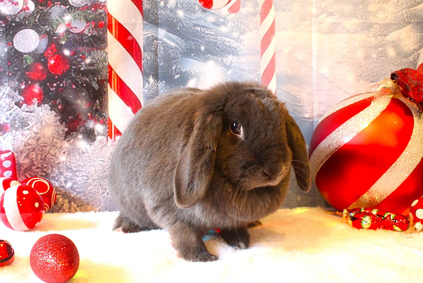 Enlarge Apple, a ADOPTABLE Lop Eared in Hillside, NJ image 2/4