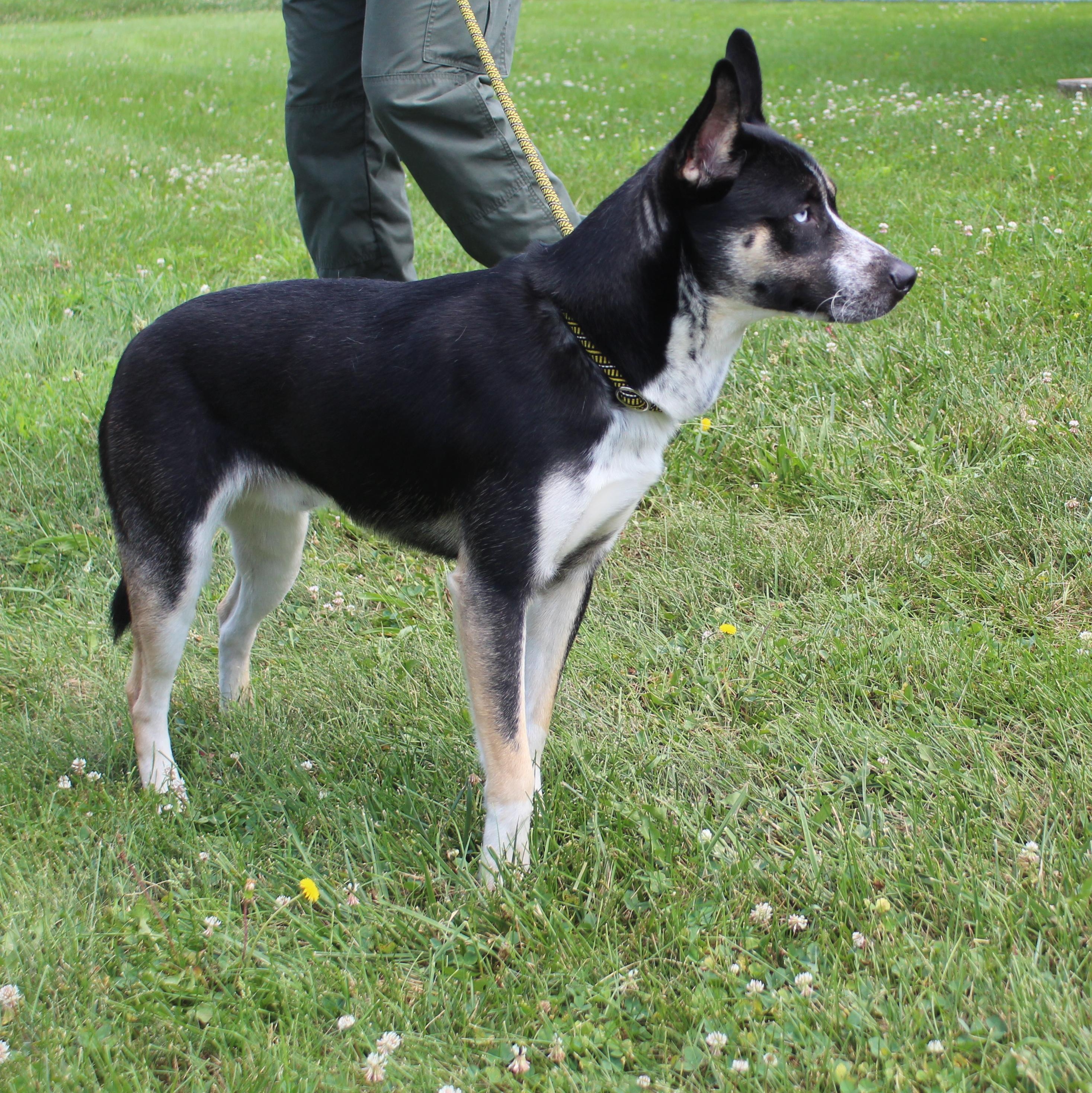 Adam (12091), a ADOPTABLE mixed breed in Heath, OH image 2/2