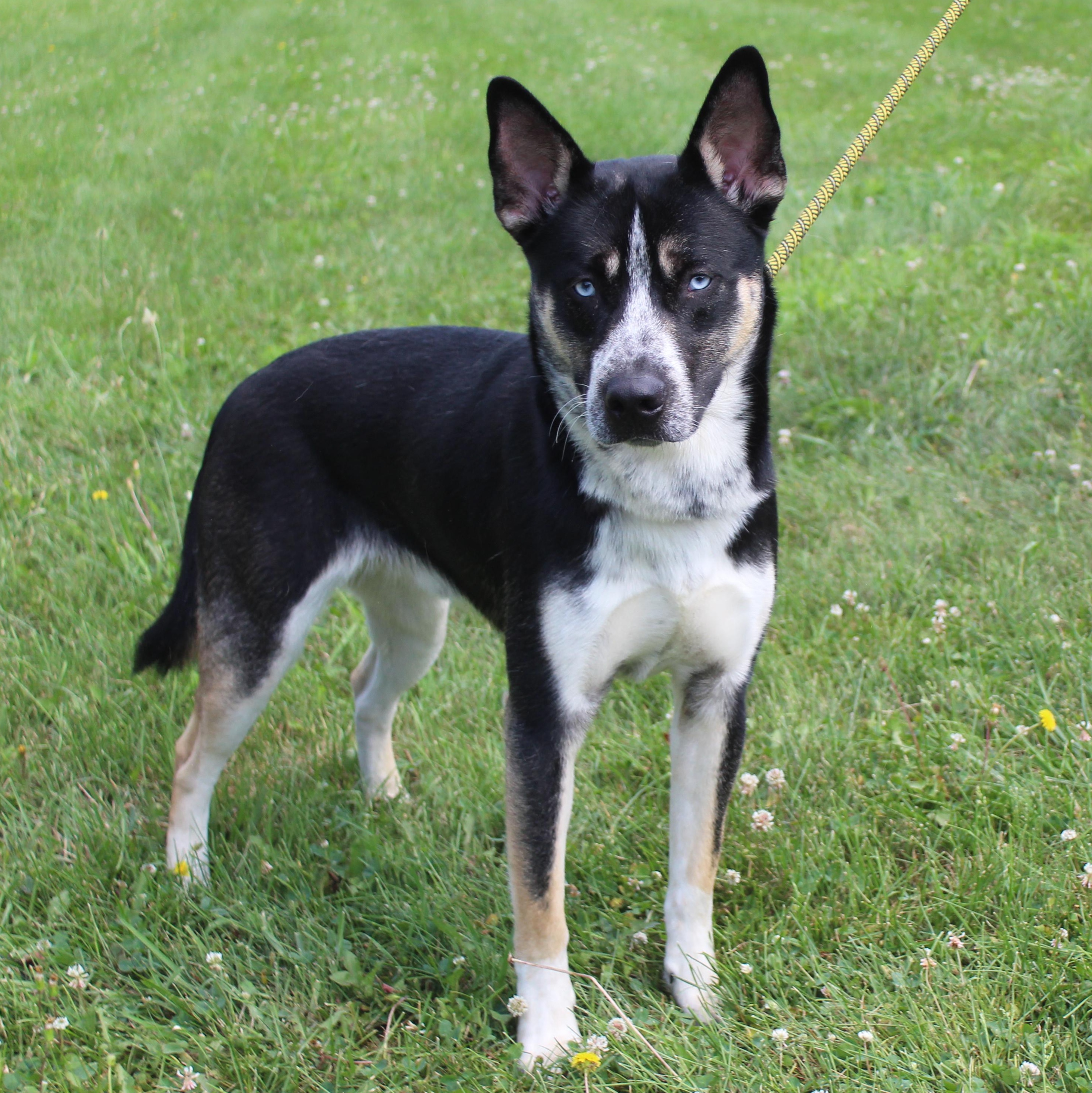 Adam (12091), ADOPTABLE, Adult Male Husky & Shepherd.