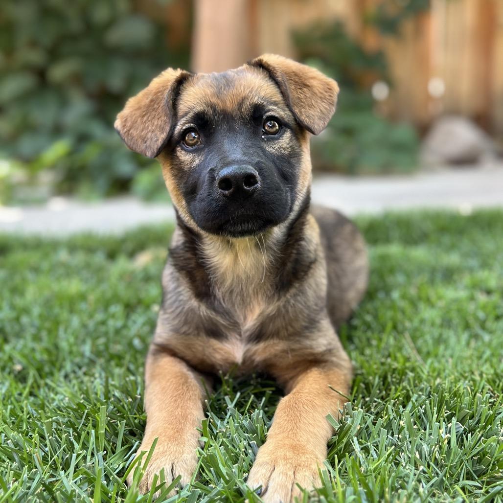 Helly R. (Dolly), a Adoptable Mixed Breed in Moab, UT image 1/5