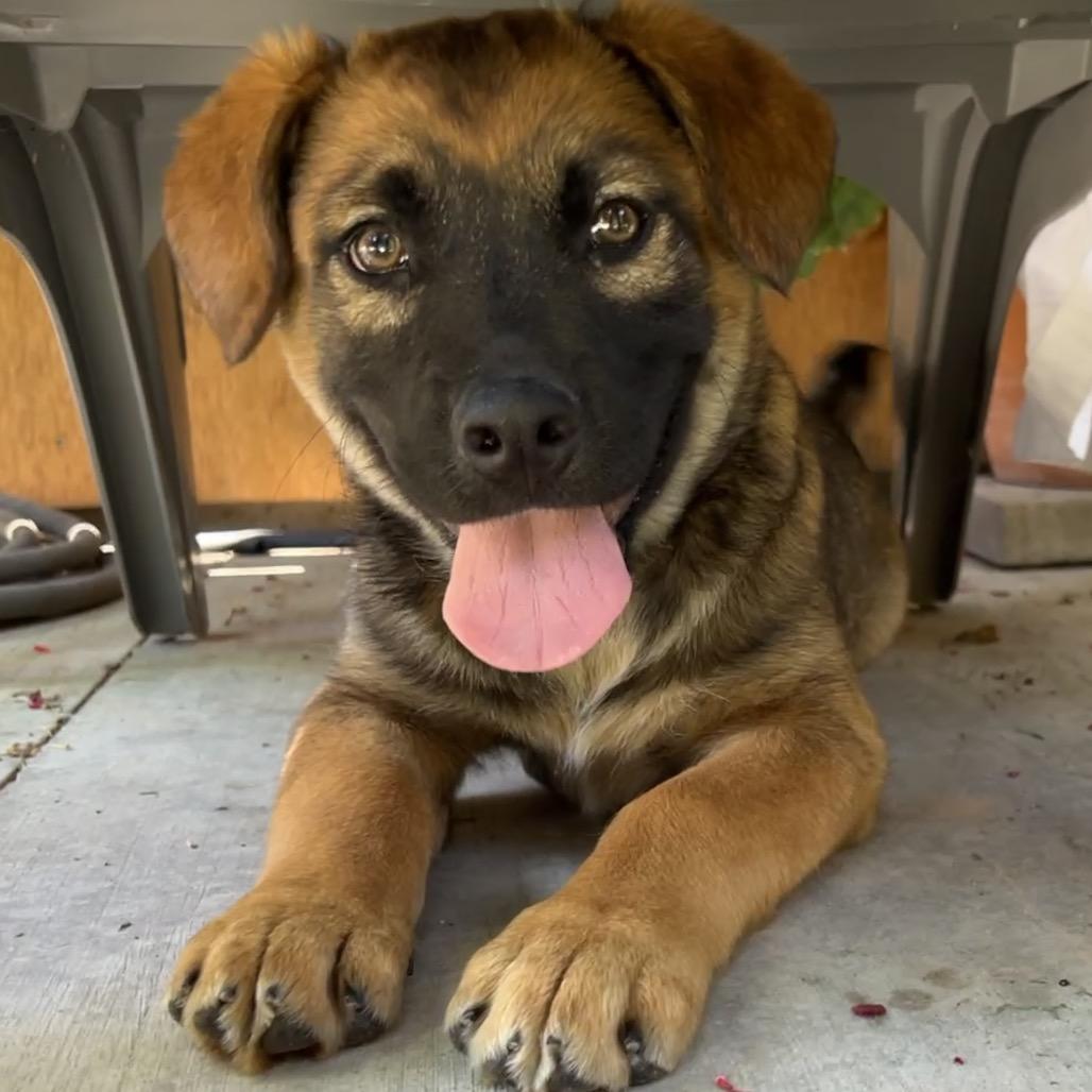 Enlarge Helly R. (Dolly), a Adoptable Mixed Breed in Moab, UT image 1/6