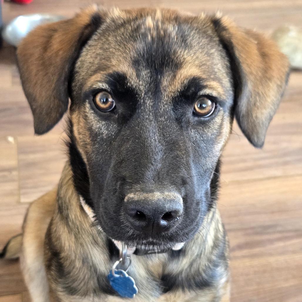 Helly R. (Dolly), Adoptable, Young Female Mixed Breed.