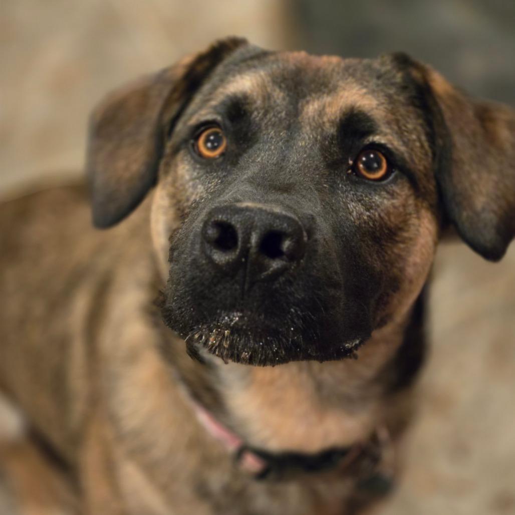 Enlarge Helly R. (Dolly), a Adoptable Mixed Breed in Moab, UT image 2/6