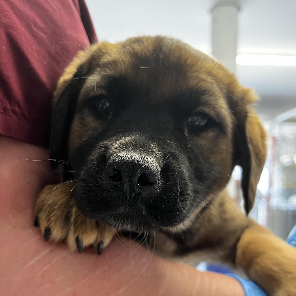 Enlarge Helly R. (Dolly), a Adoptable Mixed Breed in Moab, UT image 3/6