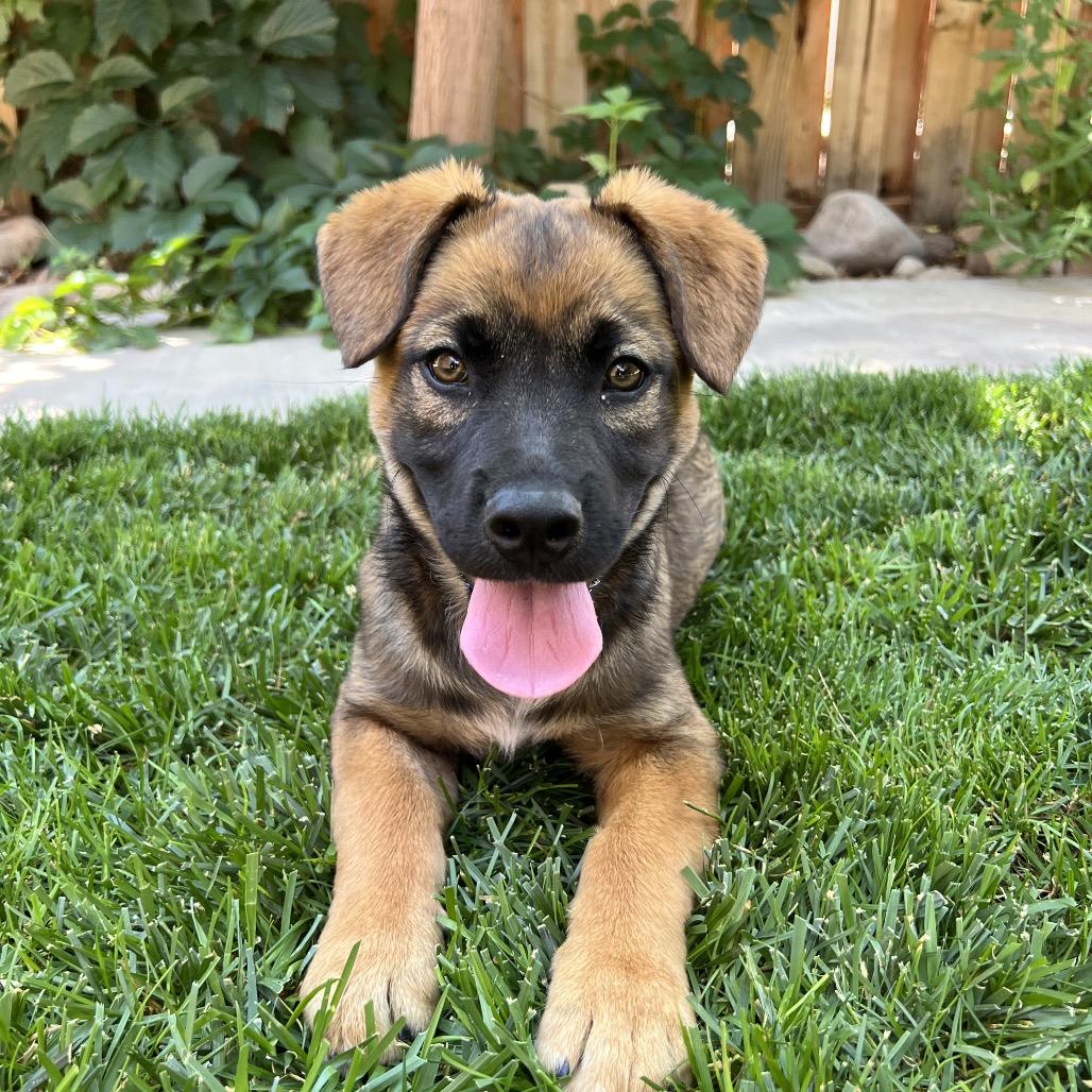Enlarge Helly R., a Adoptable Mixed Breed in Moab, UT image 4/6