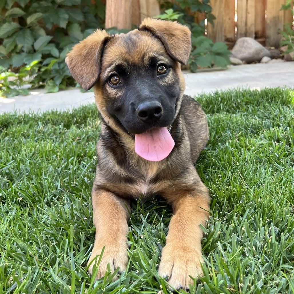 Enlarge Helly R. (Dolly), a Adoptable Mixed Breed in Moab, UT image 5/6