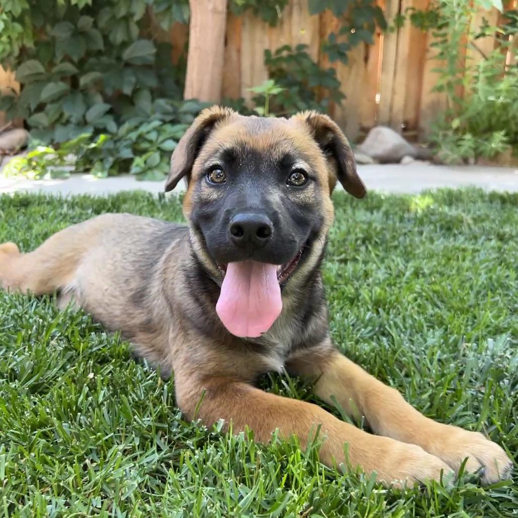 Helly R. (Dolly), a Adoptable Mixed Breed in Moab, UT image 5/5