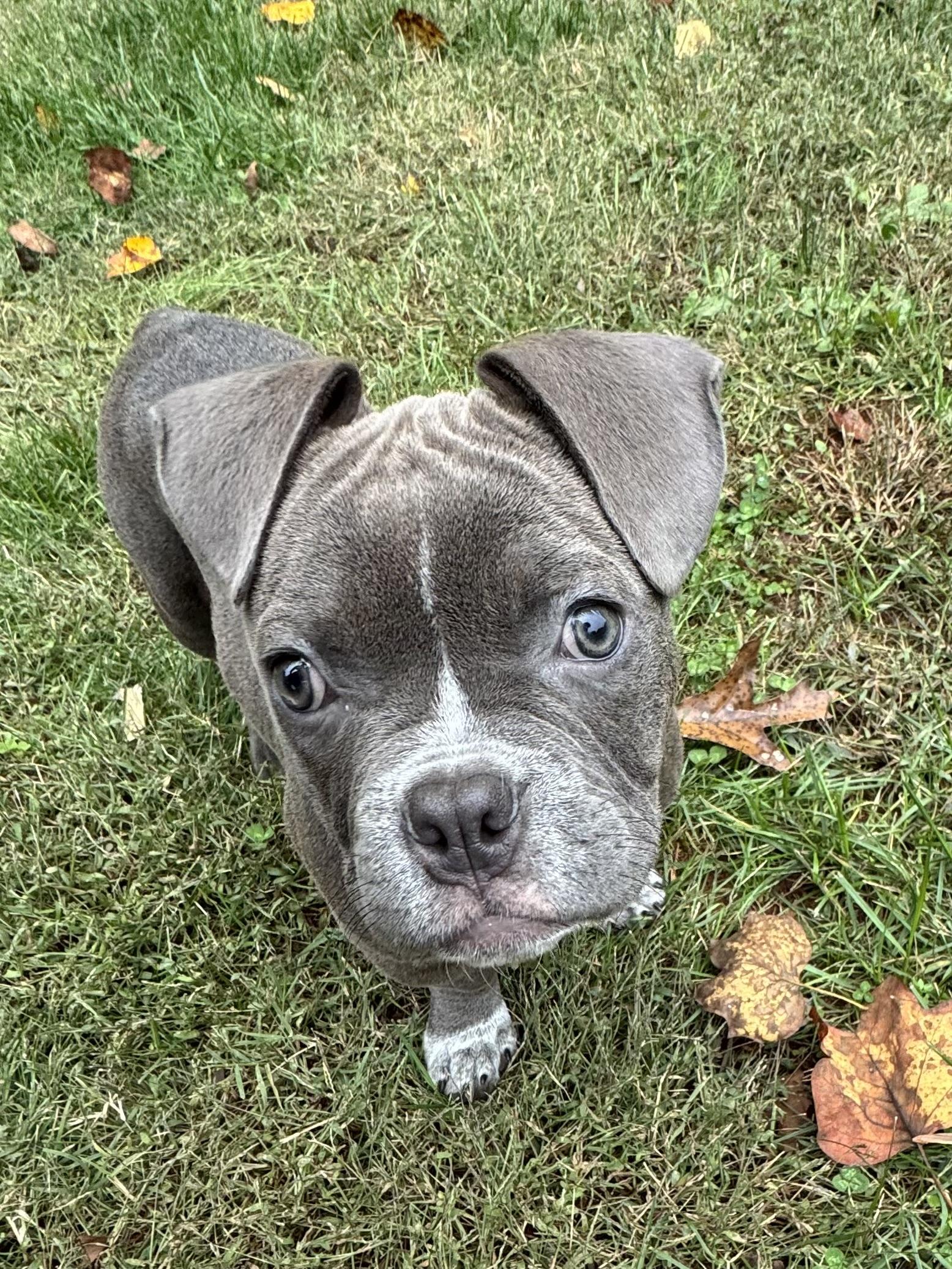 Lola, ADOPTABLE, Puppy Female English Bulldog & American Bully.