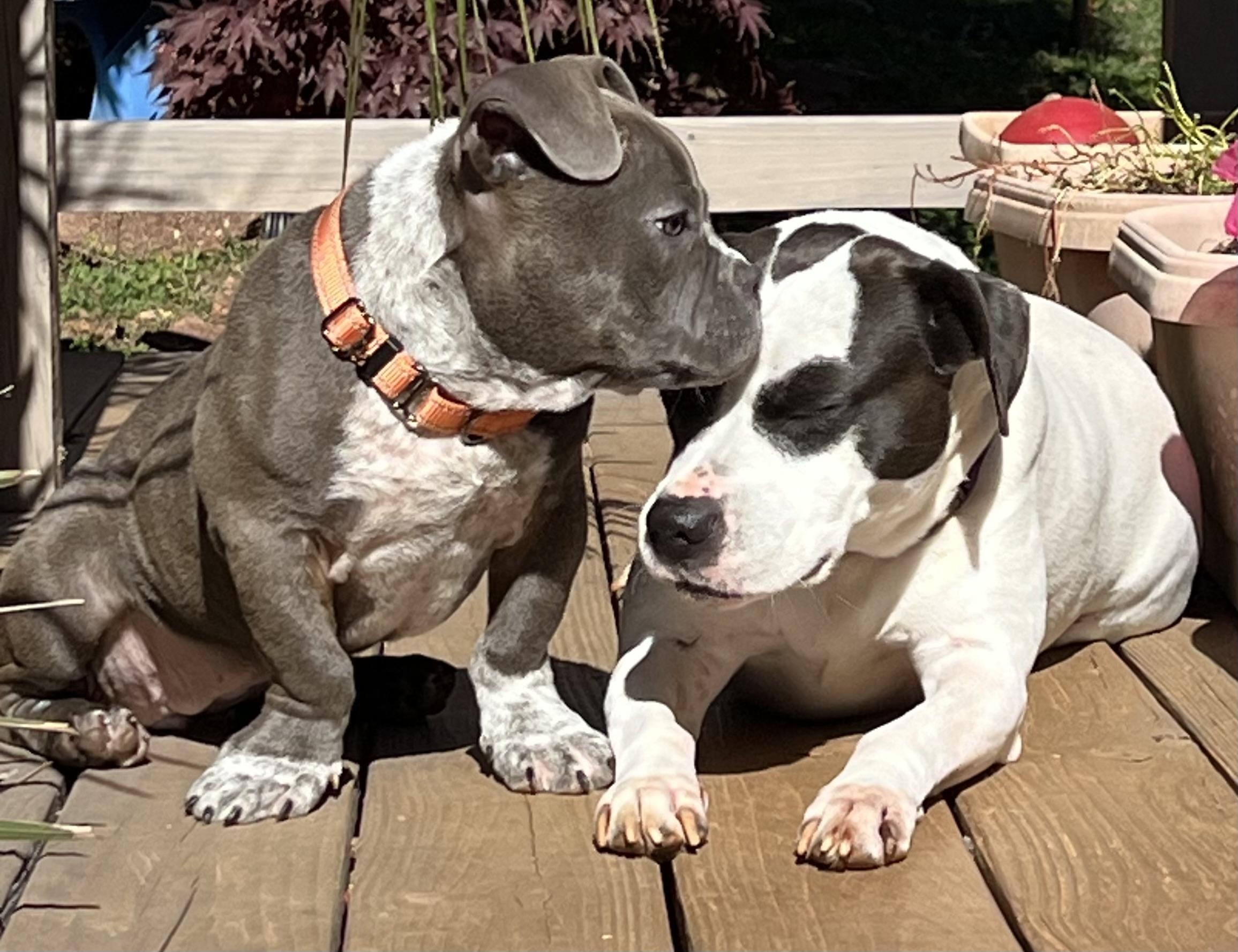 Enlarge Lola, a ADOPTABLE mixed breed in Maiden, NC image 2/4