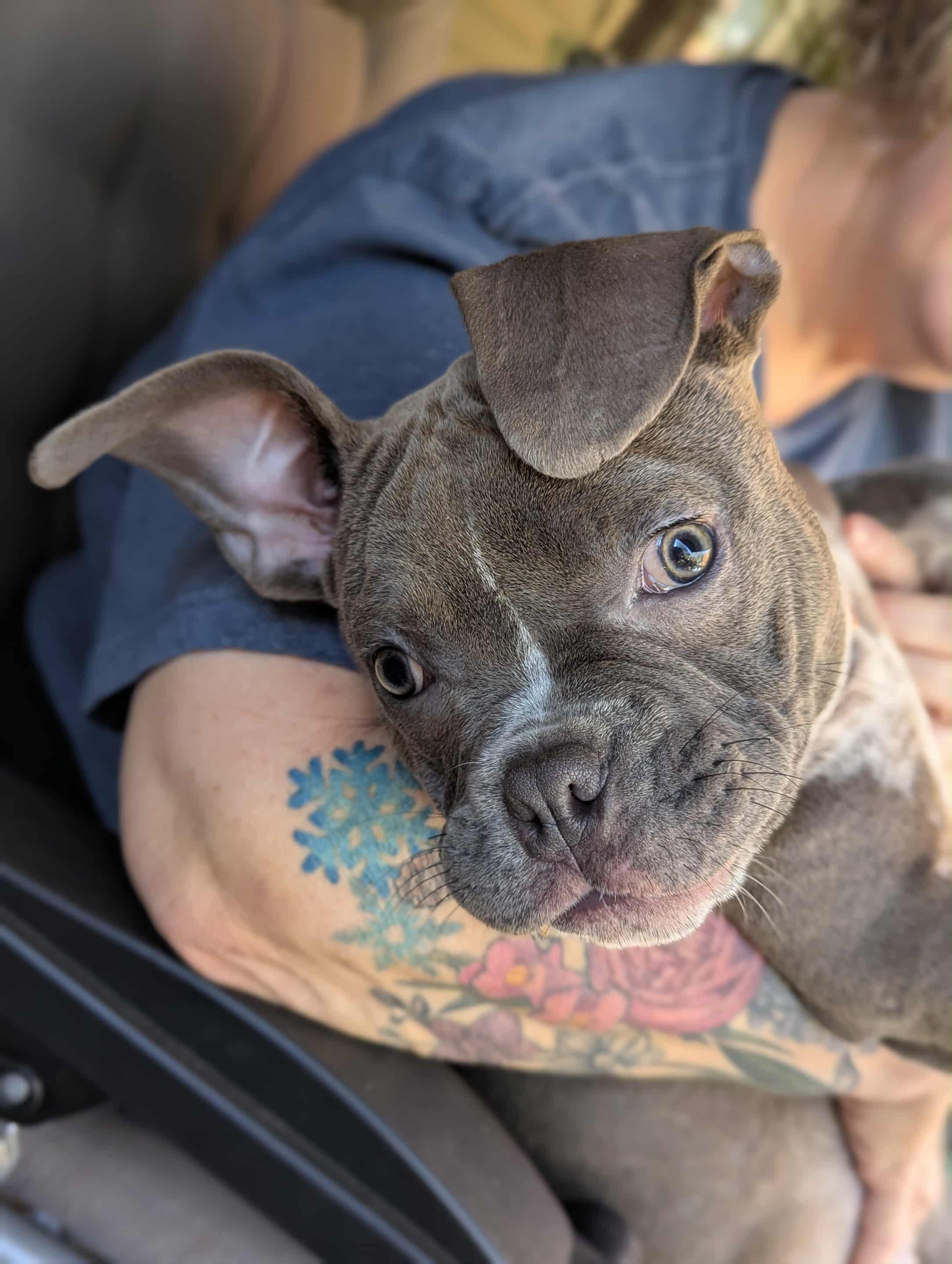 Enlarge Lola, a ADOPTABLE mixed breed in Maiden, NC image 3/4