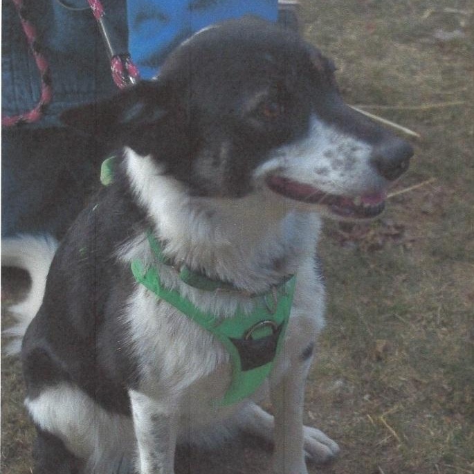 Molly, ADOPTABLE, Adult Female Border Collie & Australian Cattle Dog / Blue Heeler.