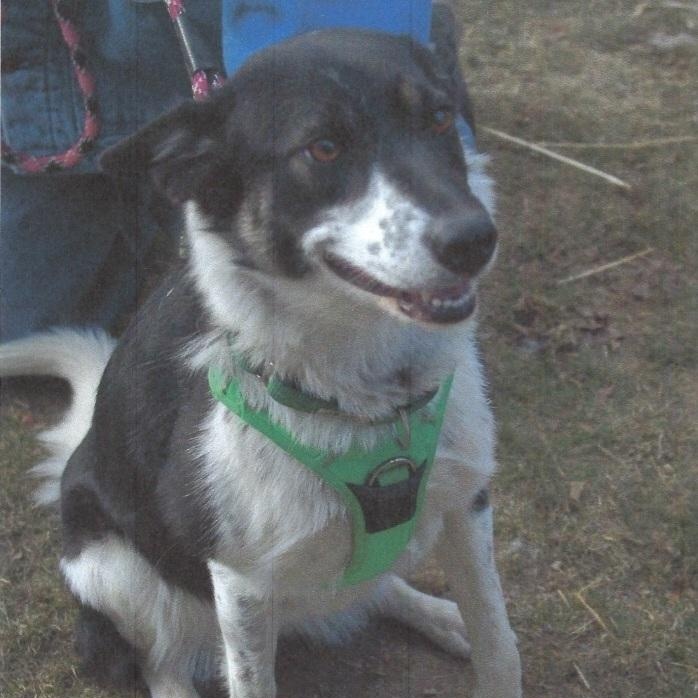 Enlarge Molly, a ADOPTABLE mixed breed in Baker City, OR image 2/2