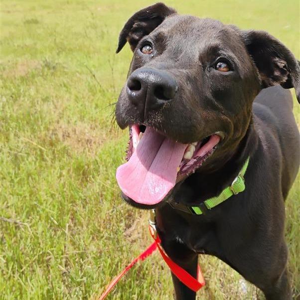 Bao Bun, a Adoptable Mixed Breed in Bentonville, AR image 5/6
