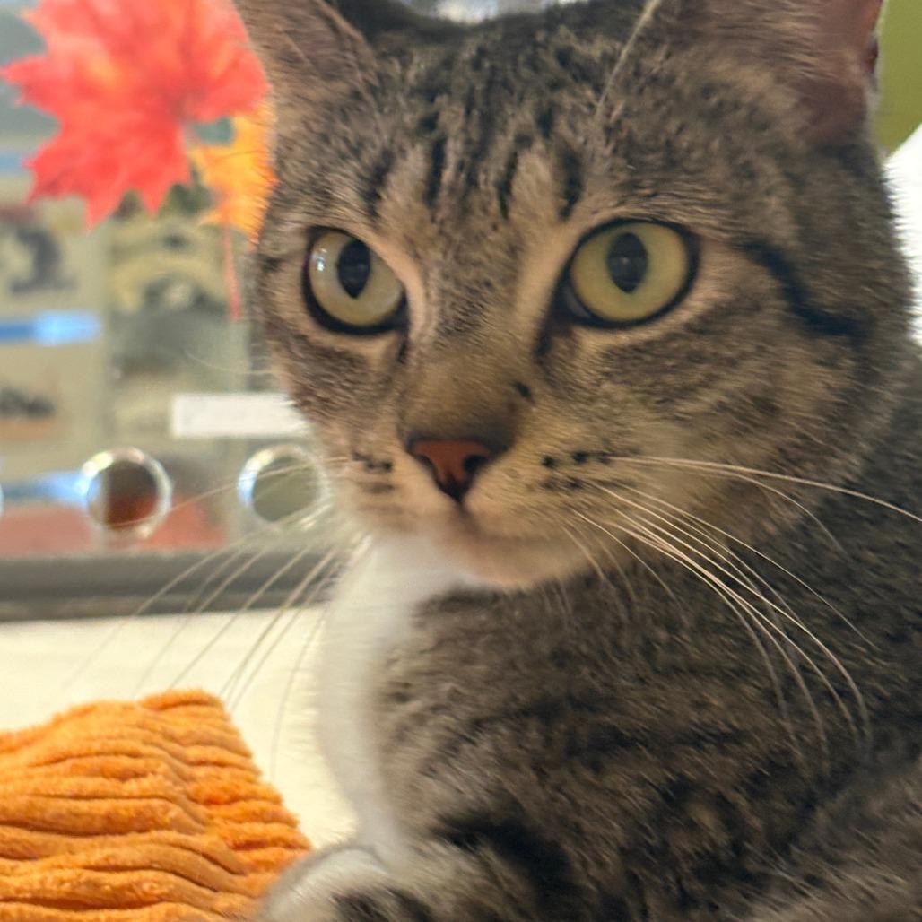 Smudge, Adoptable, Adult Female Domestic Short Hair.