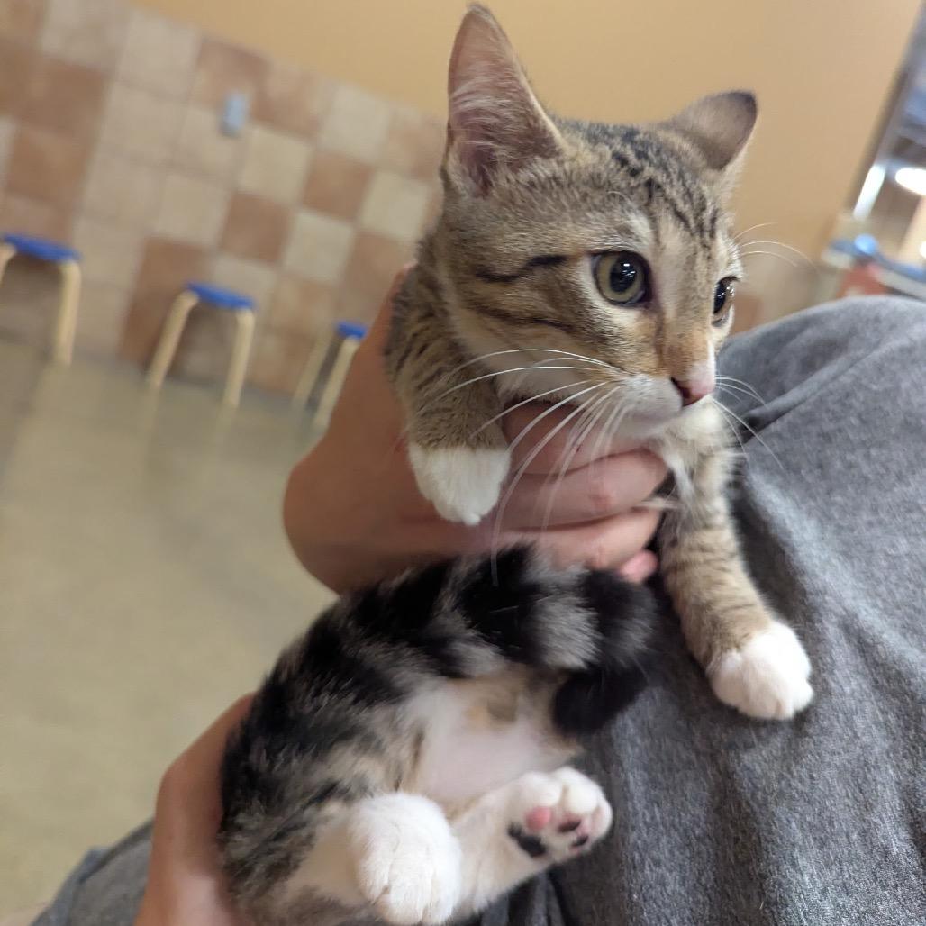 Enlarge Tracy, a Adoptable Domestic Short Hair in Columbia, MO image 2/3