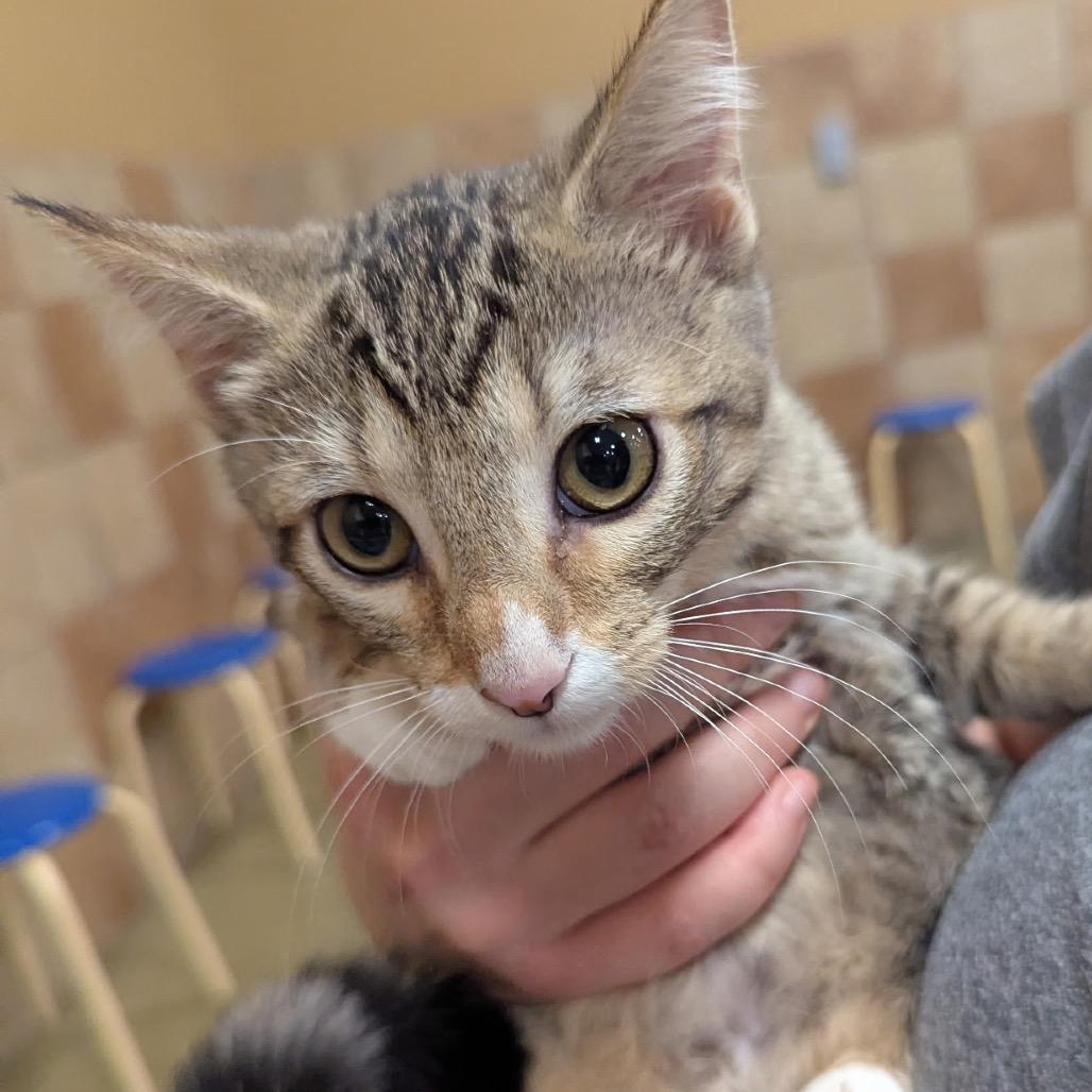 Enlarge Tracy, a Adoptable Domestic Short Hair in Columbia, MO image 3/3