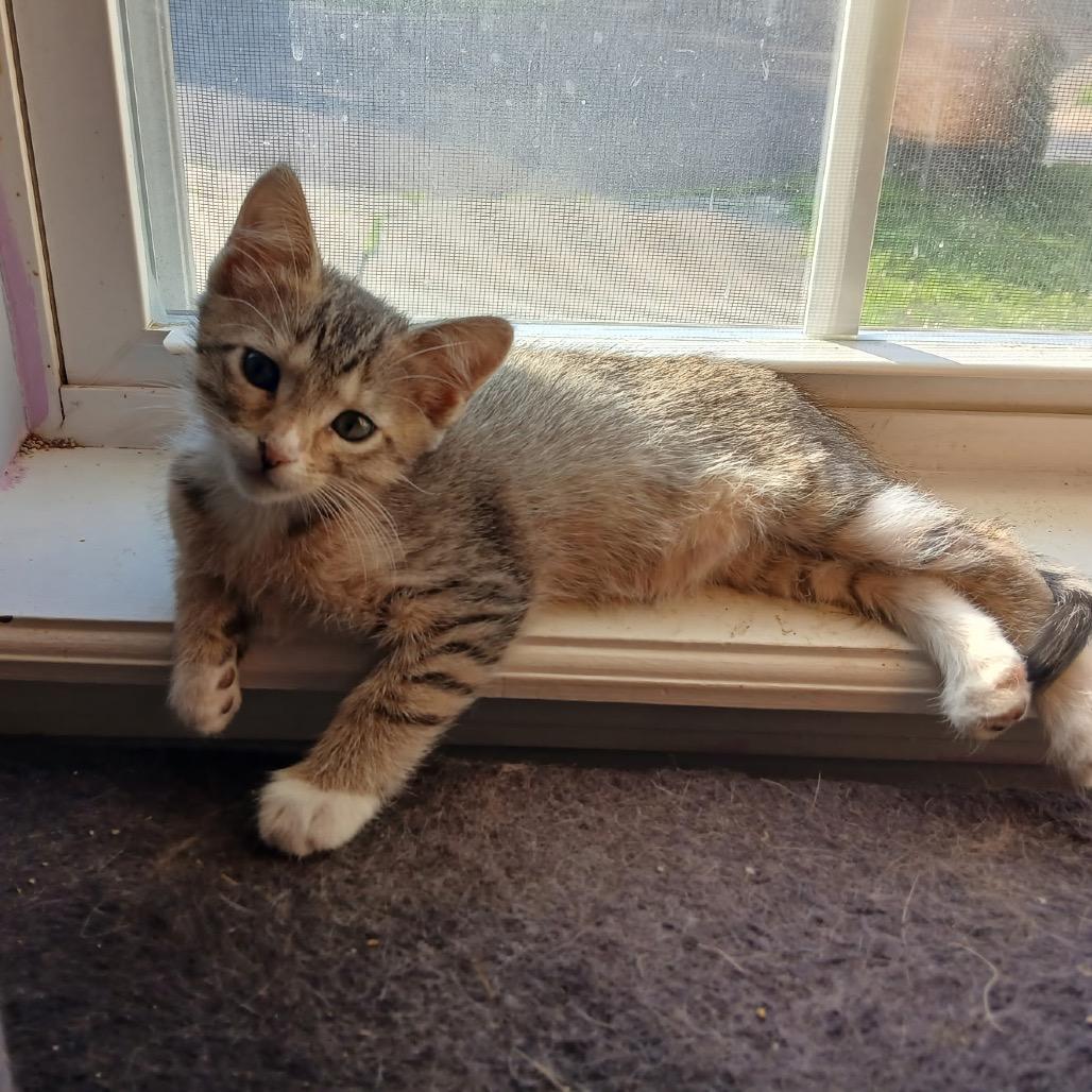 Tracy, Adoptable, Kitten Female Domestic Short Hair.